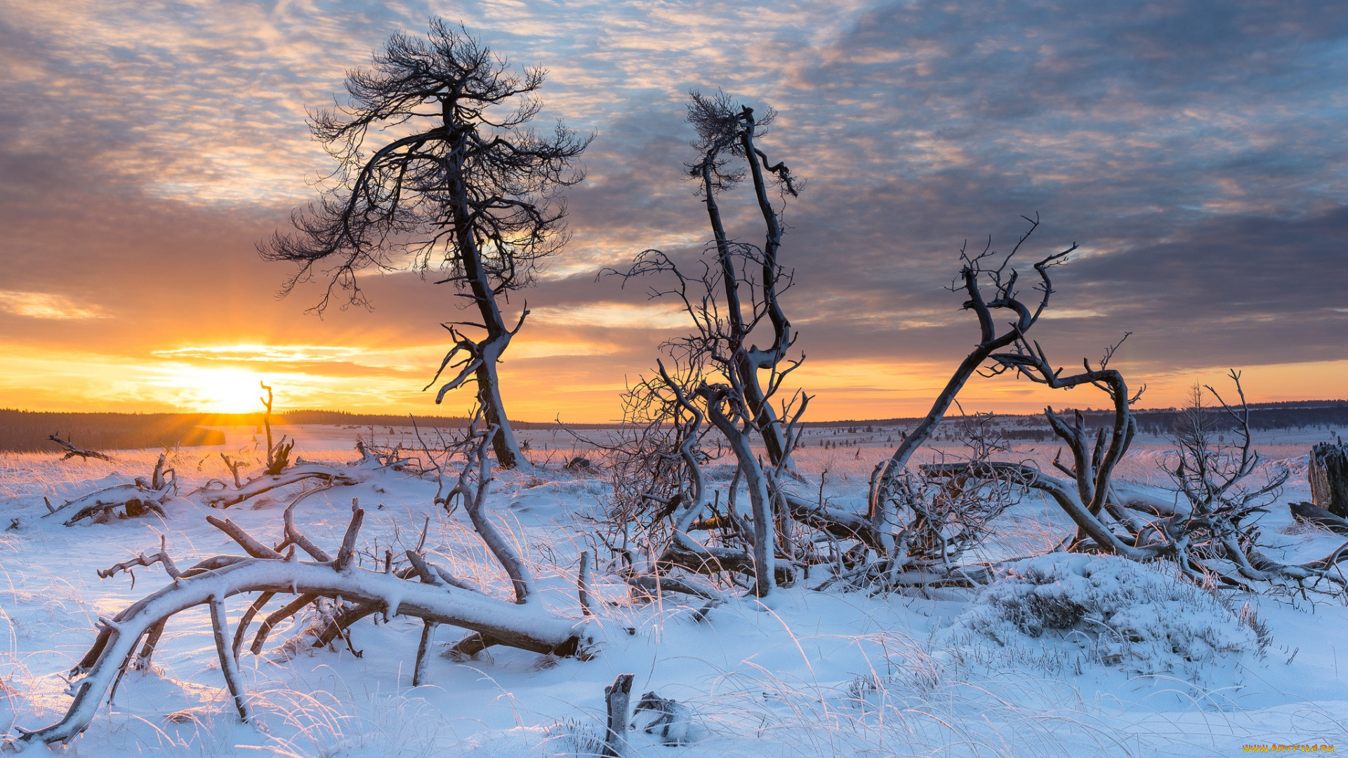 природа, зима, деревья, снег