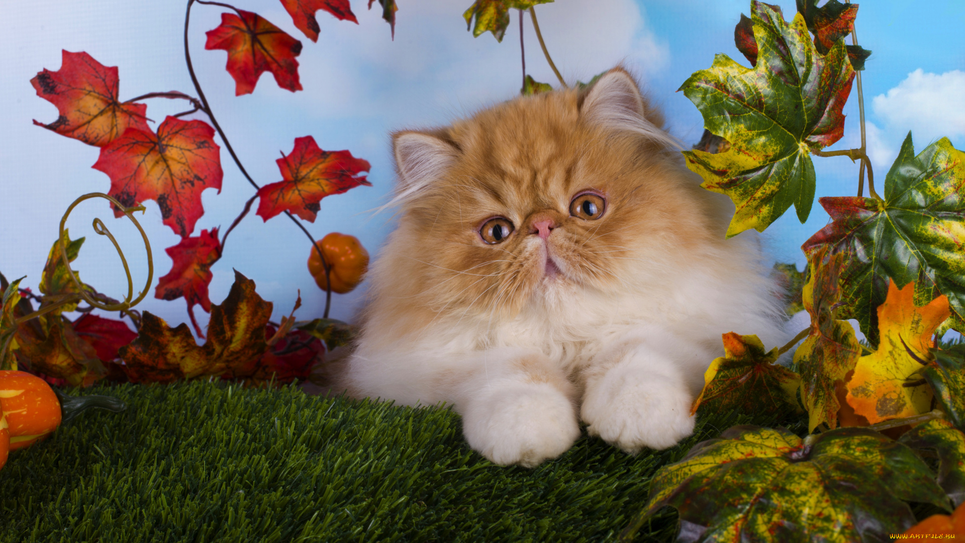 животные, коты, кот