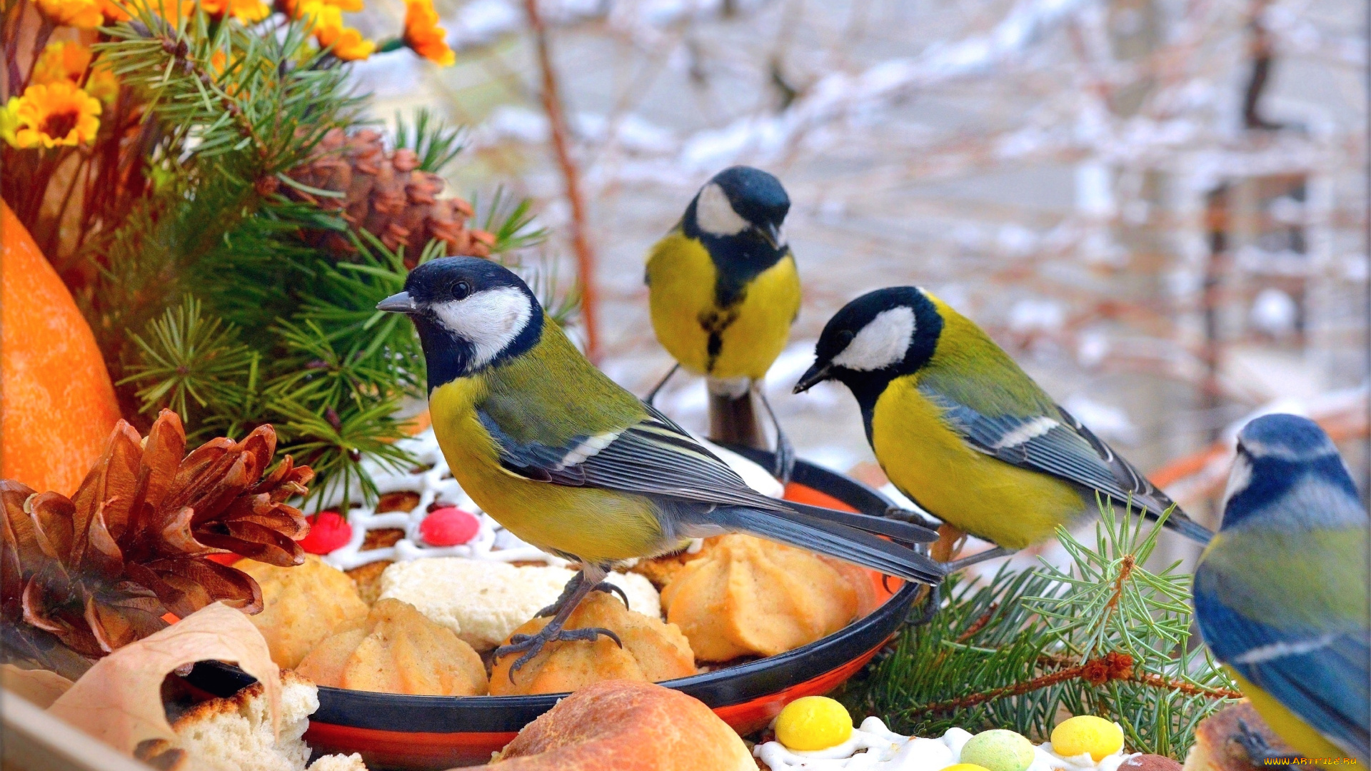 животные, синицы, , лазоревки, птички