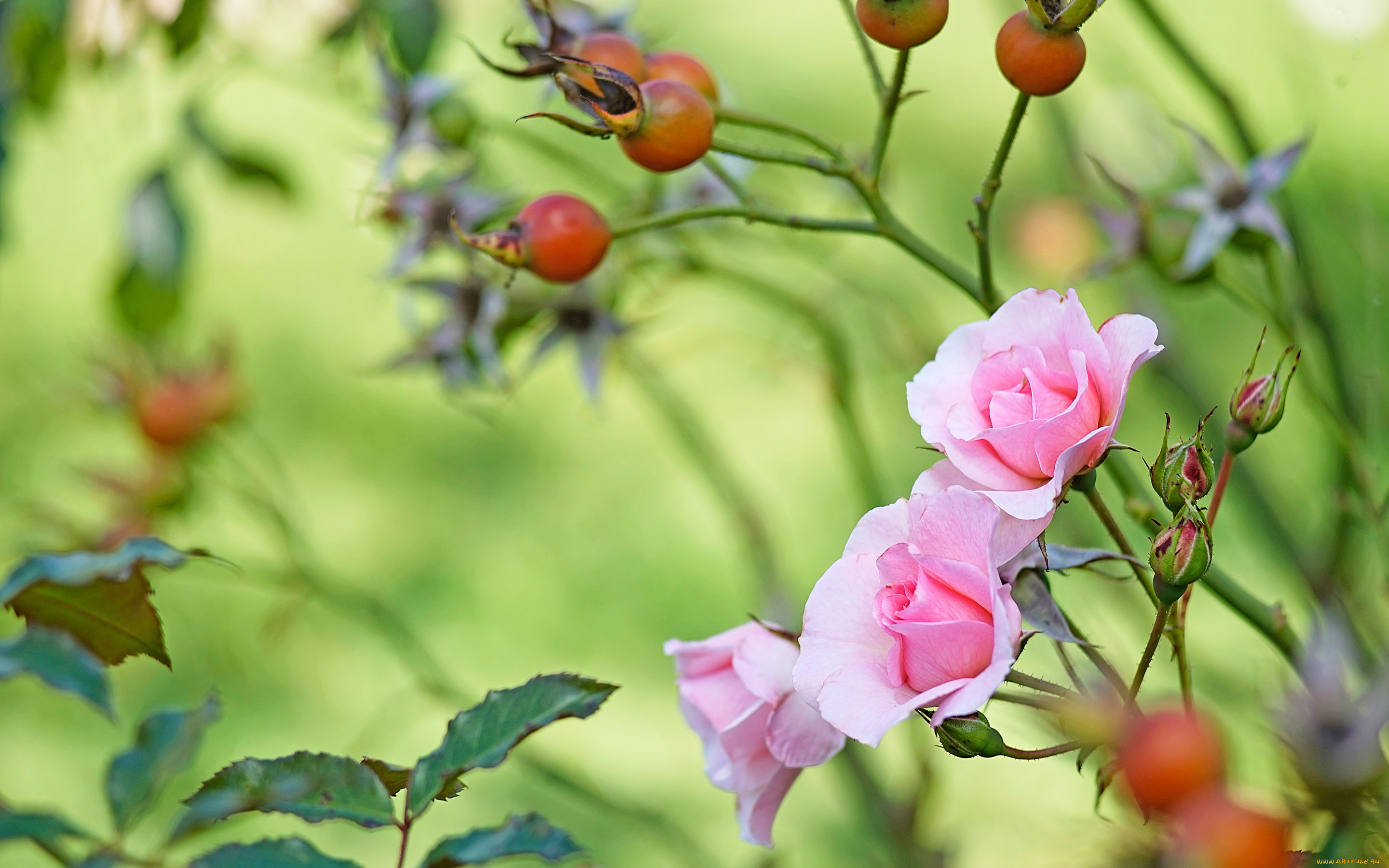 цветы, розы, розовые