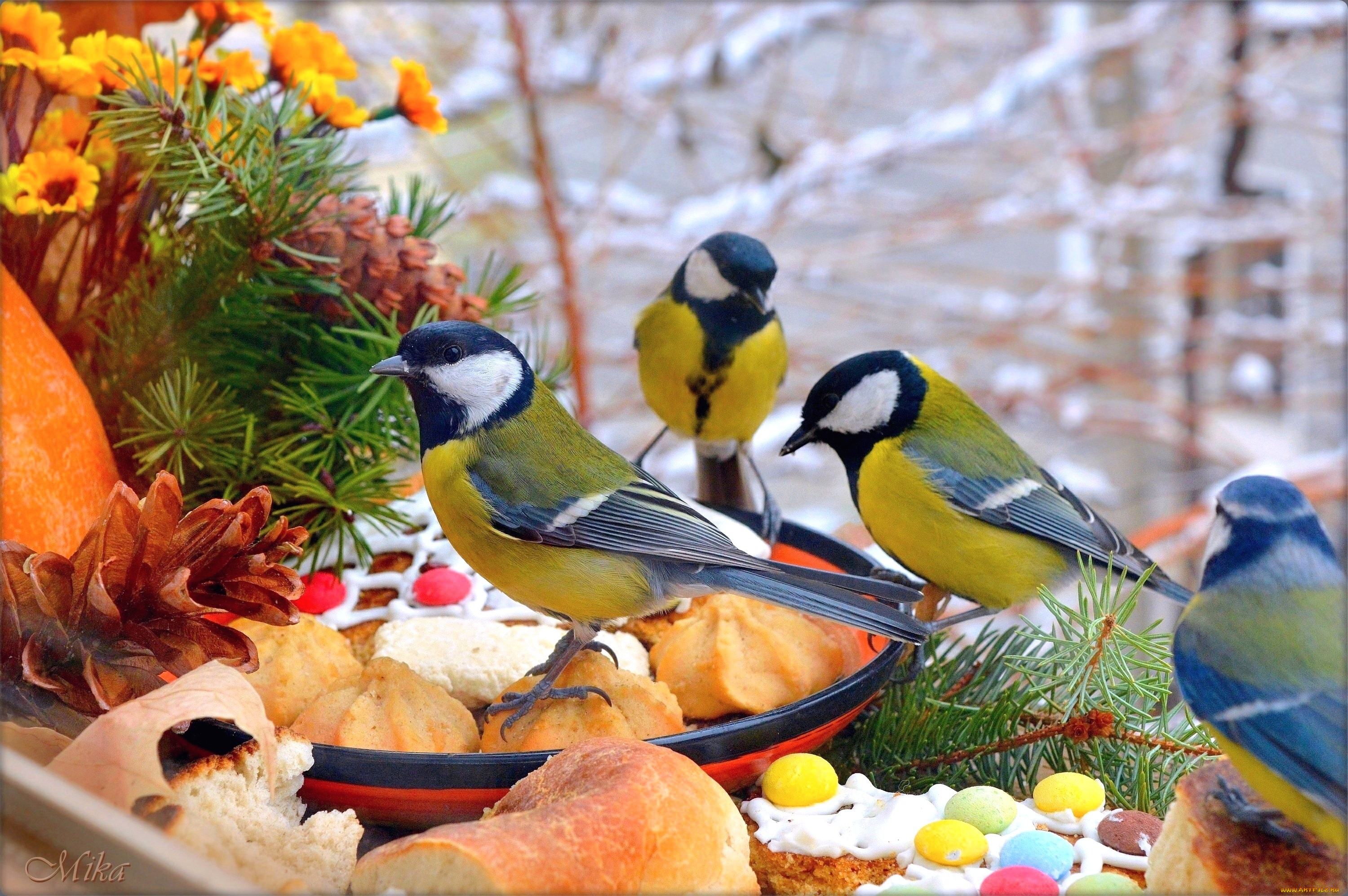 животные, синицы, , лазоревки, птички