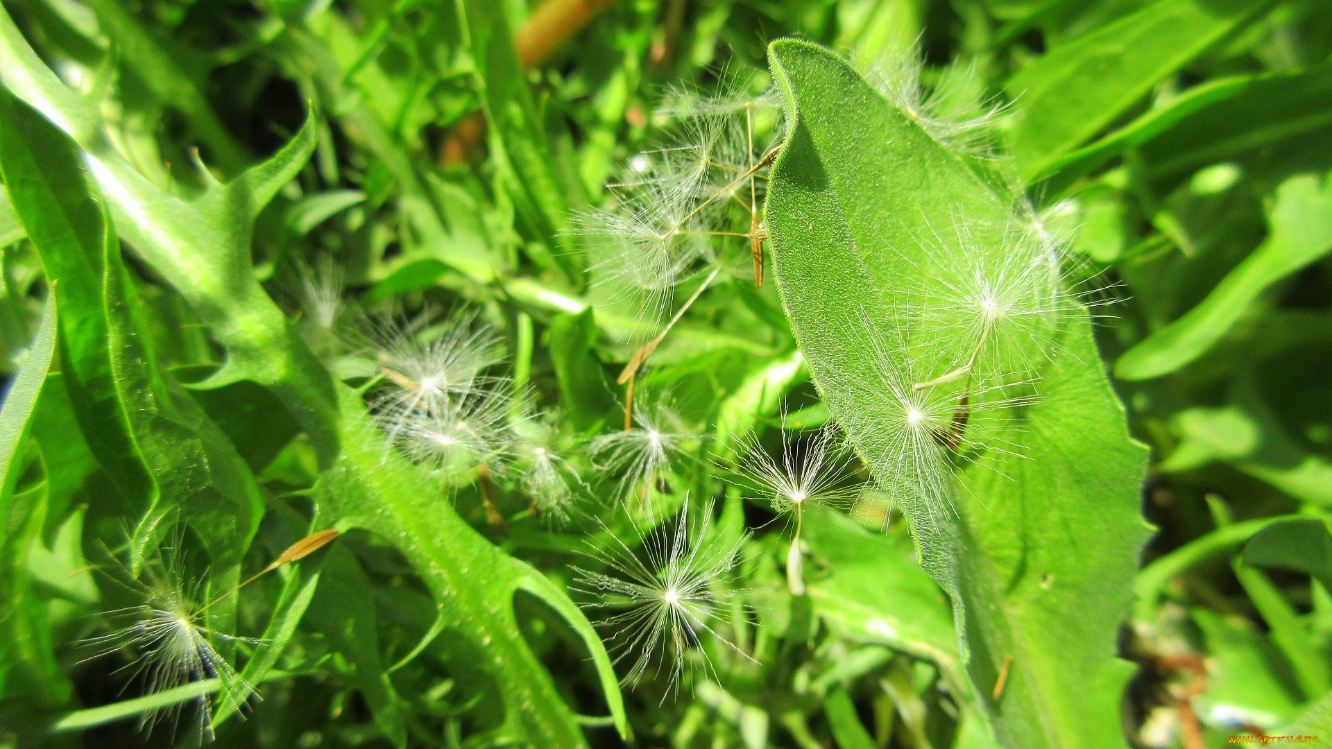 природа, макро, весна, 2018, апрель