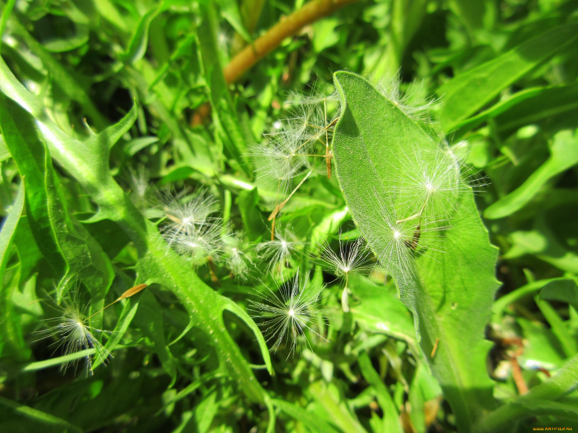 природа, макро, весна, 2018, апрель