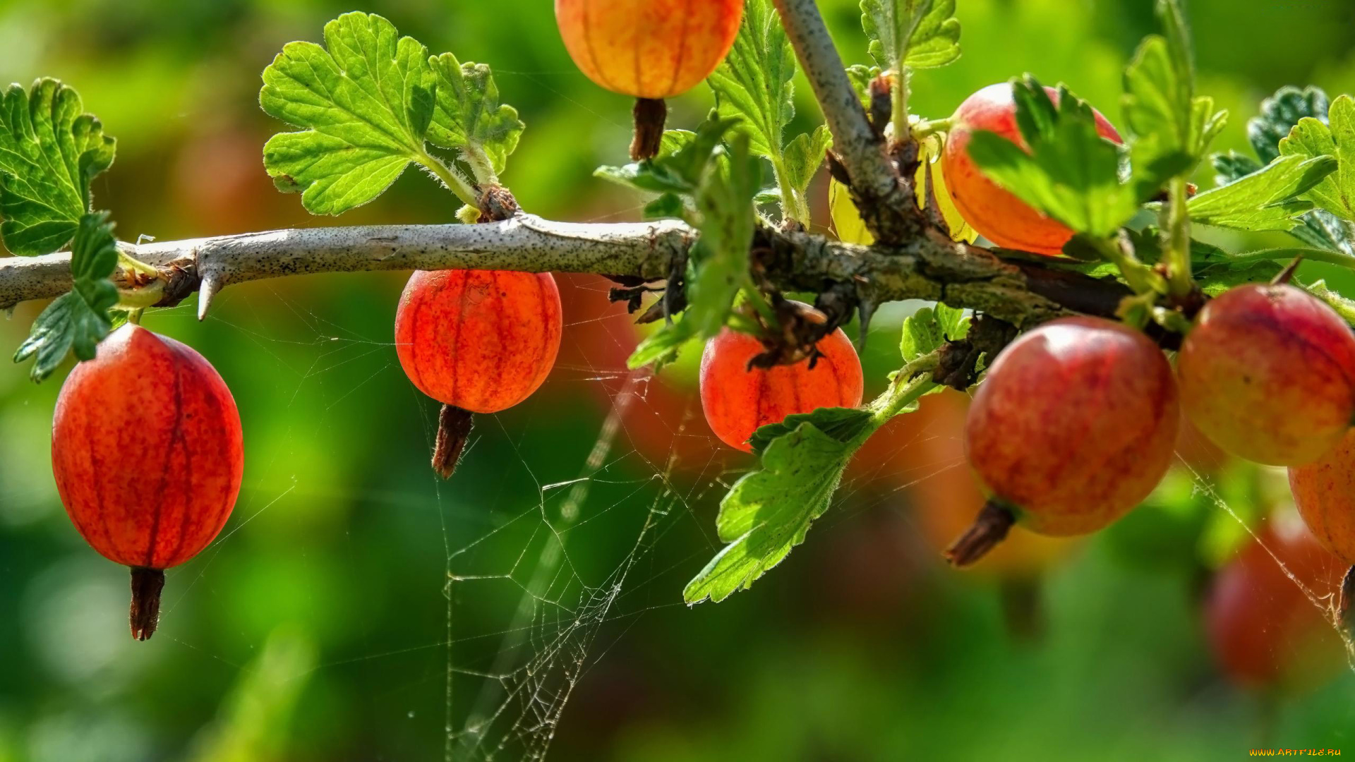 природа, ягоды, крыжовник