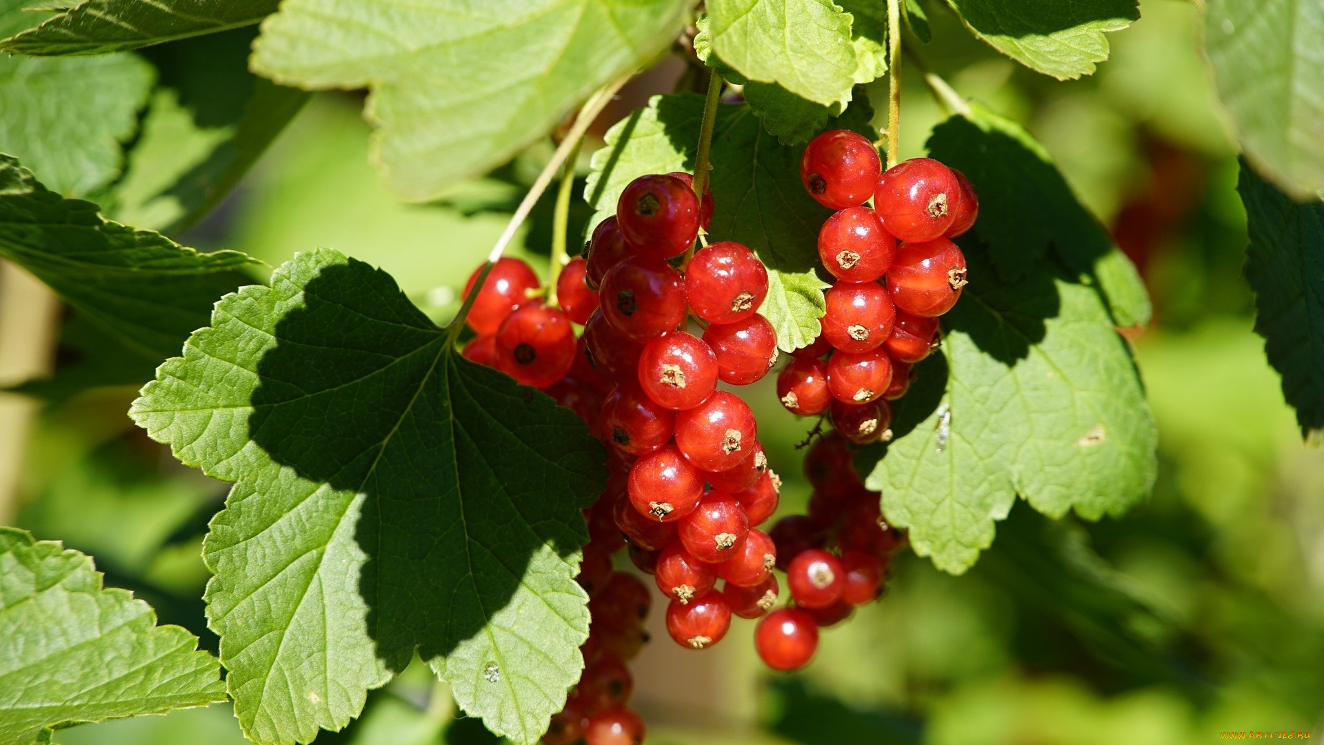 природа, ягоды, смородина