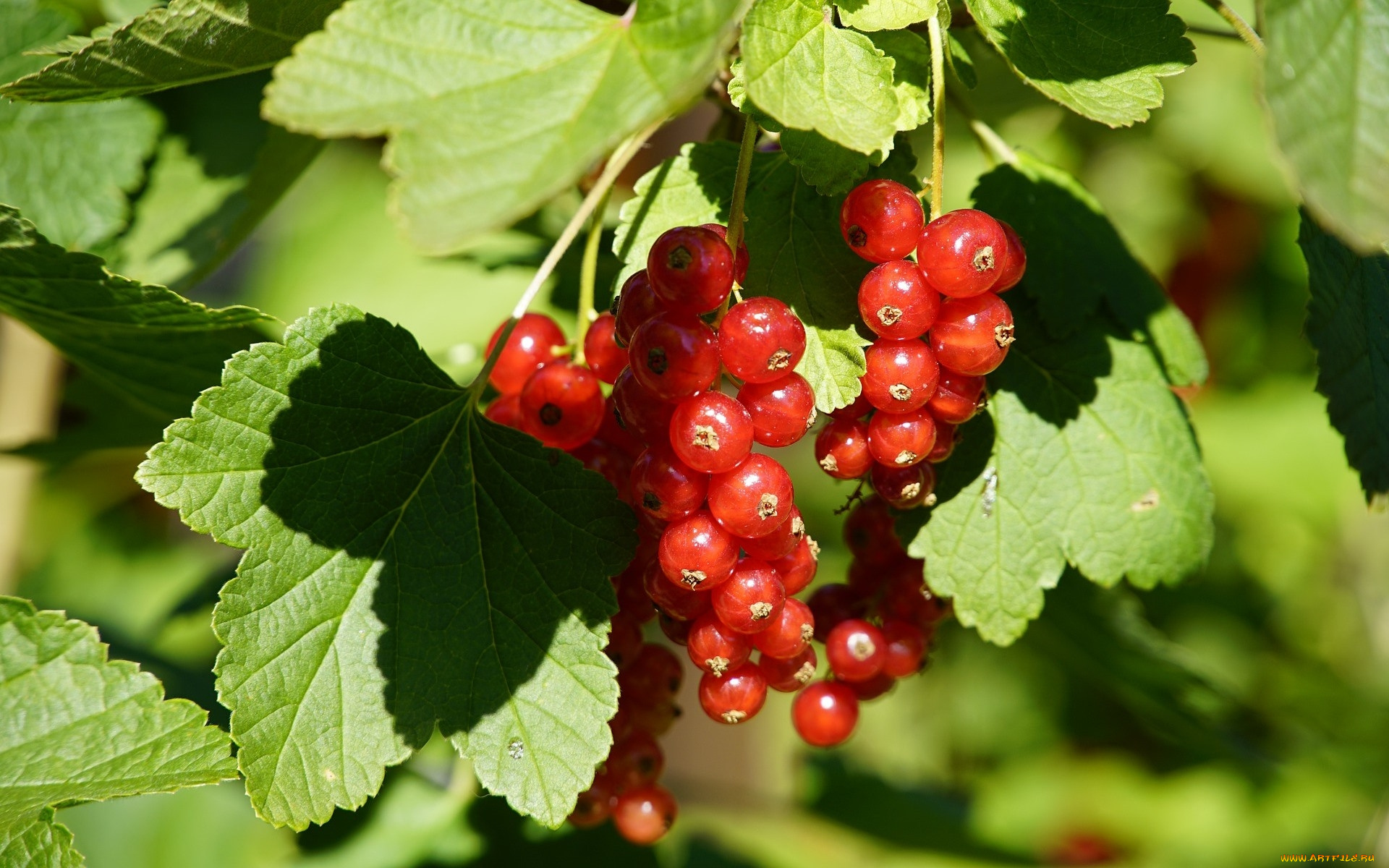 природа, ягоды, смородина