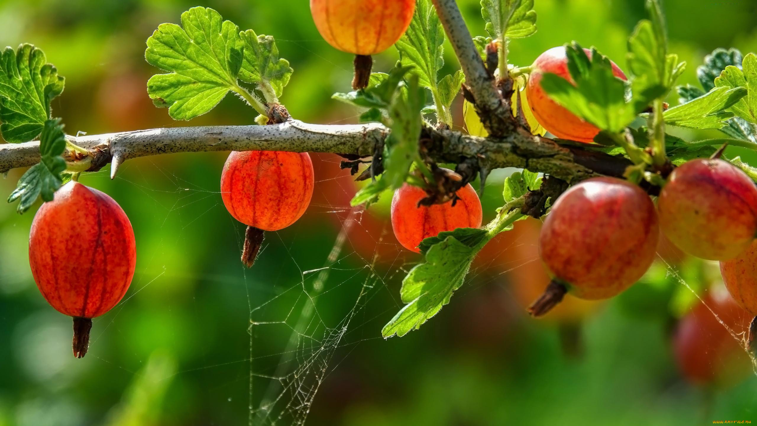 природа, ягоды, крыжовник