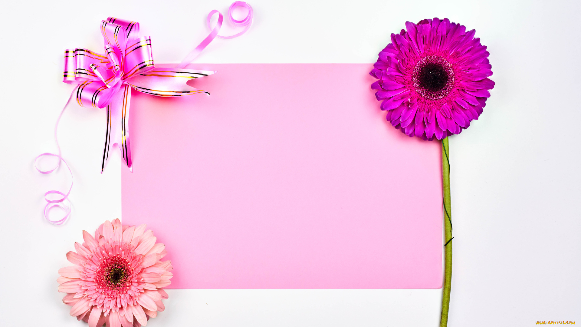 цветы, гиацинты, герберы, бантик, бланк