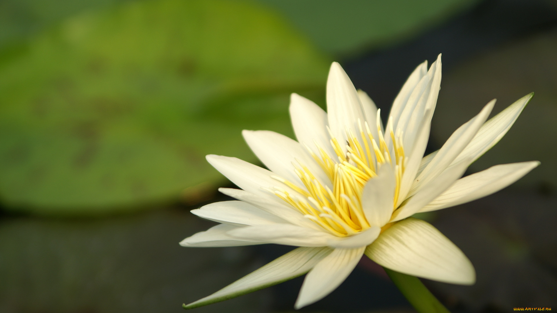 цветы, лилии, водяные, , нимфеи, , кувшинки, лилия, белая