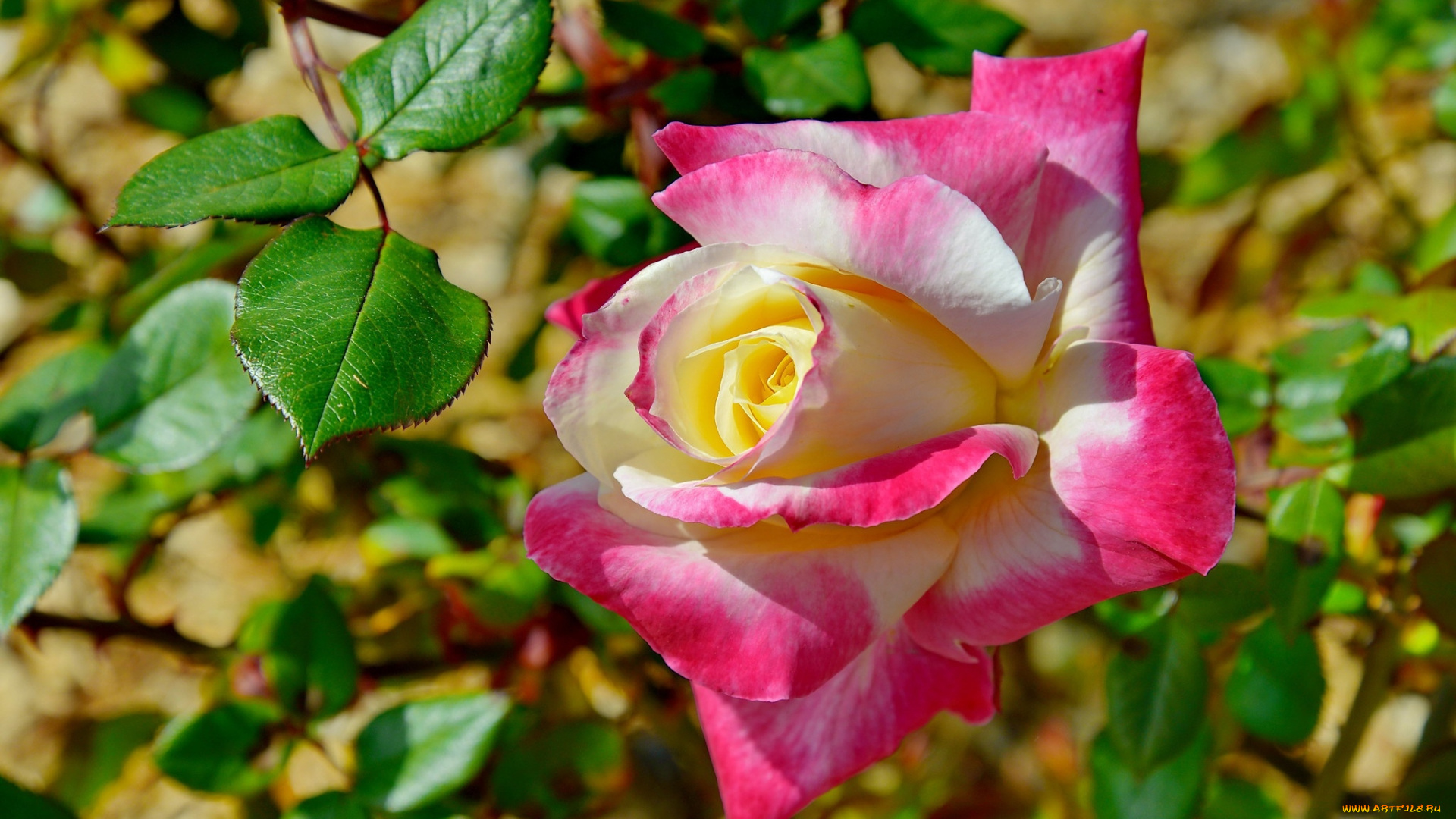 цветы, розы, двухцветная, роза, бутон, макро