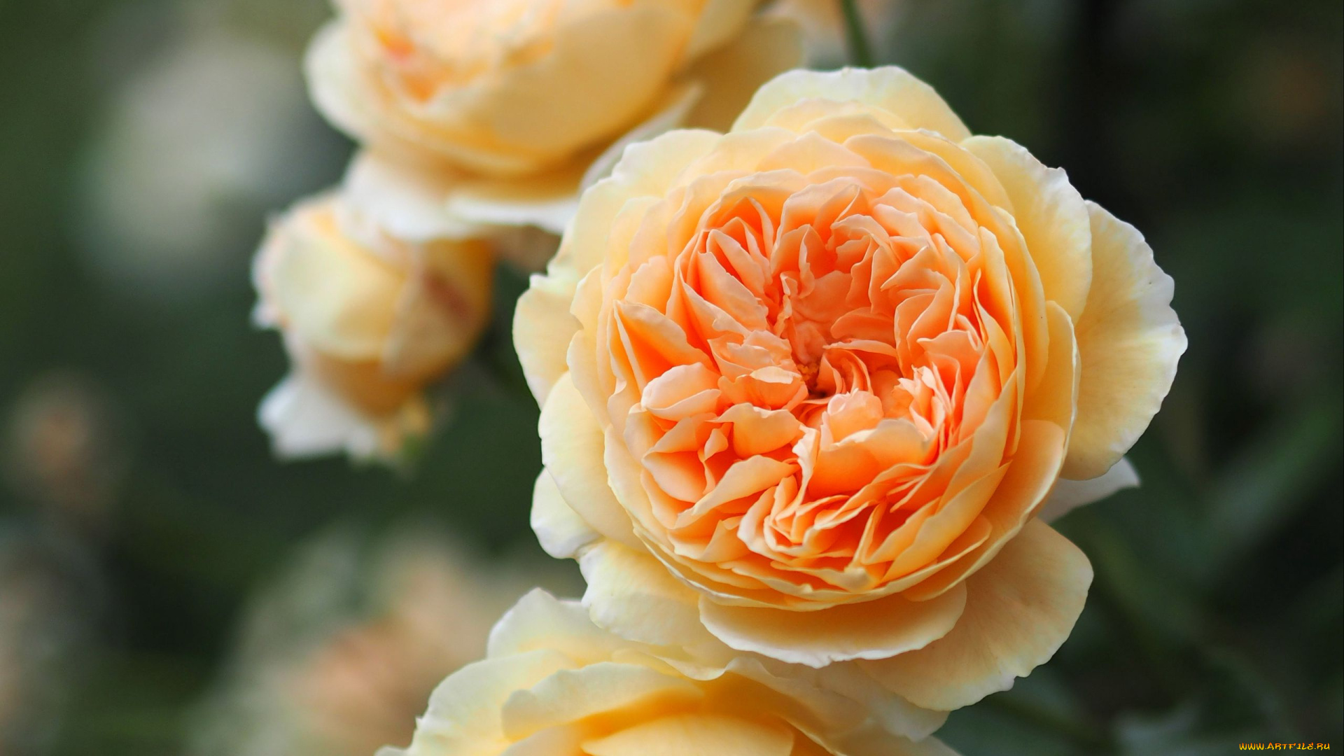 цветы, розы, персиковые, макро