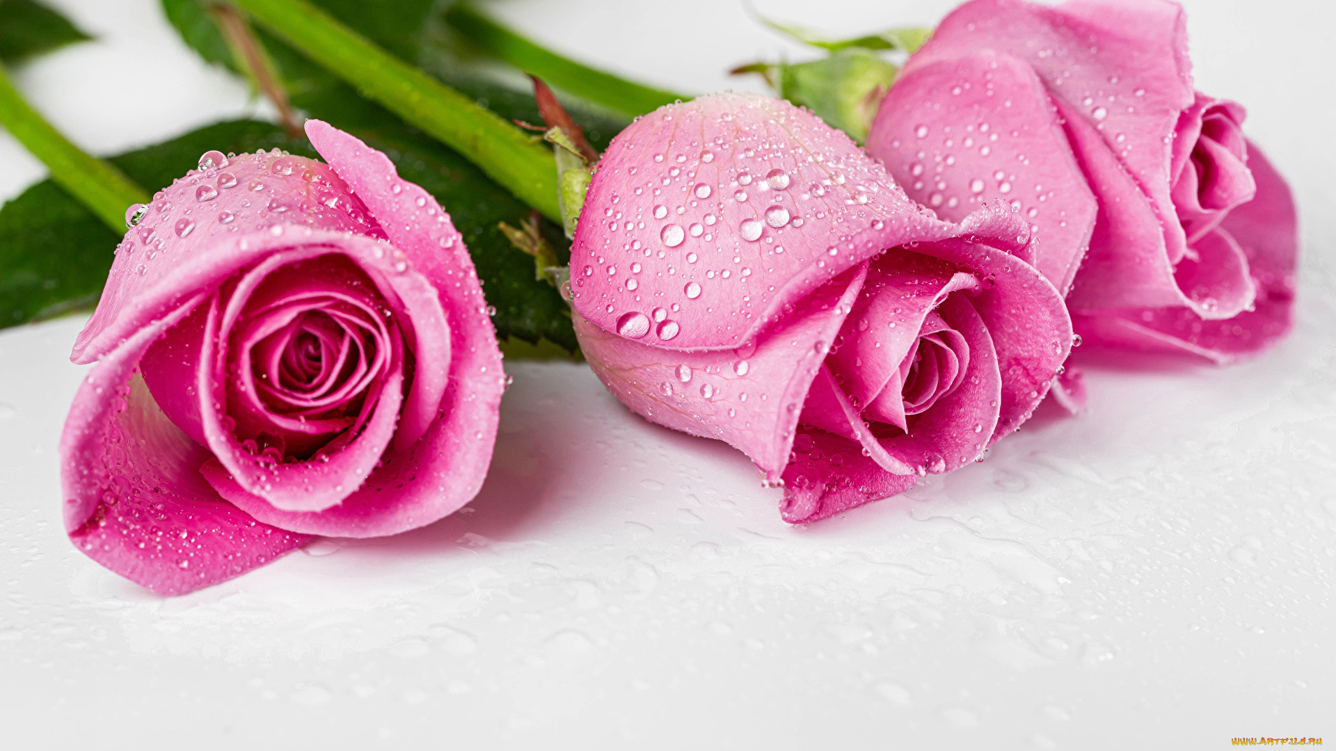 цветы, розы, розовые, бутоны, трио, капли