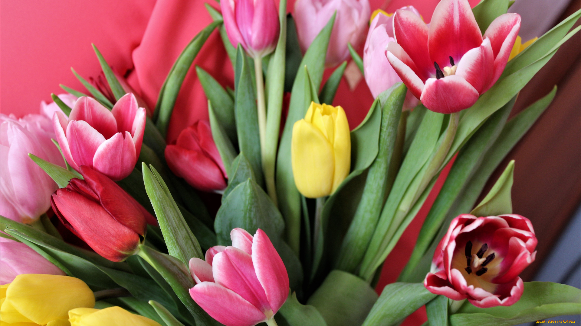 цветы, тюльпаны, букет