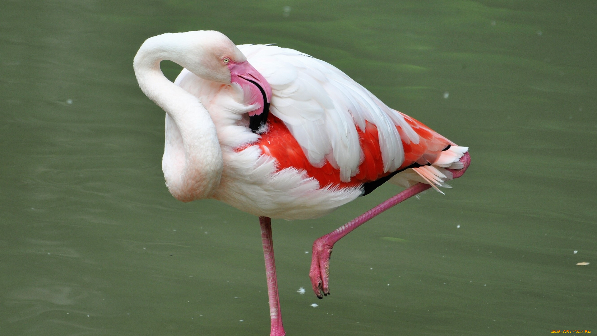 животные, фламинго, озеро