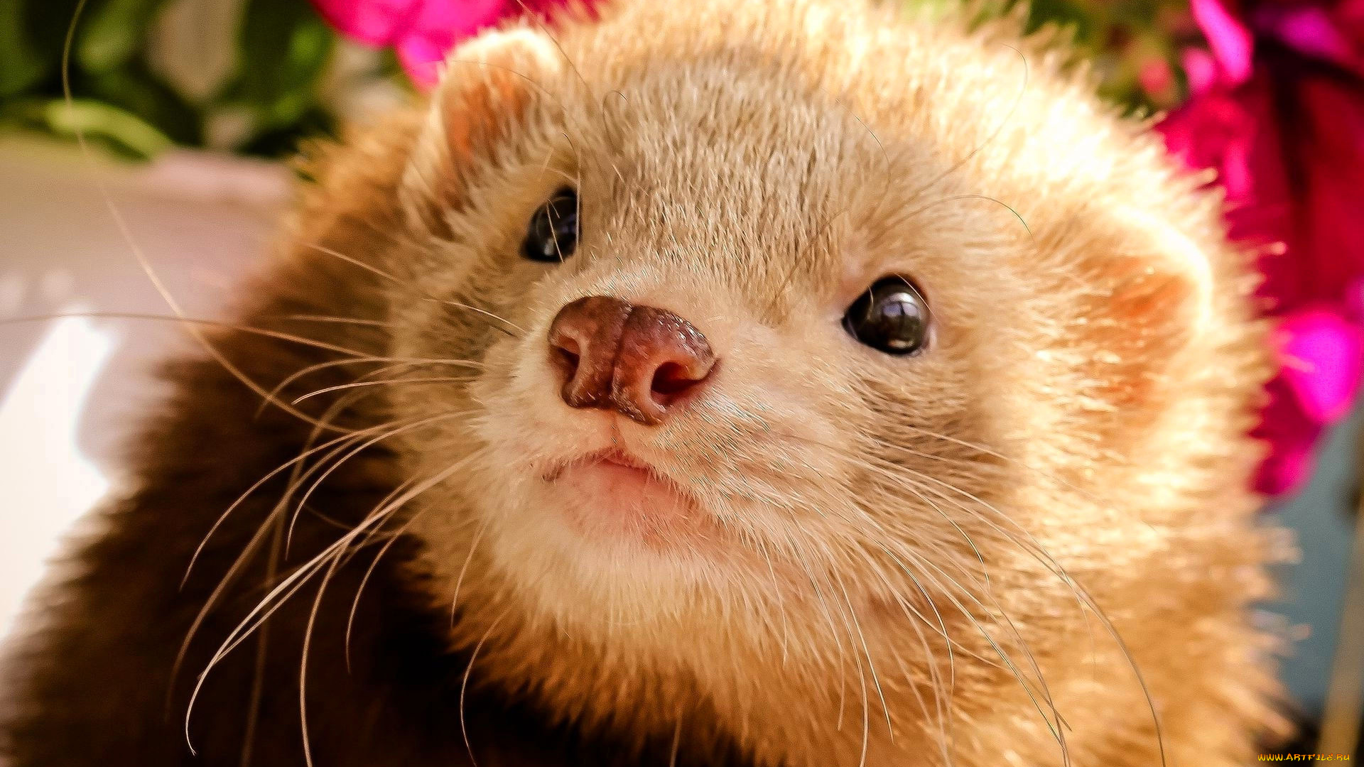 животные, хорьки, , куницы, , горностаи, , ласки, , соболи, хорек, цветы