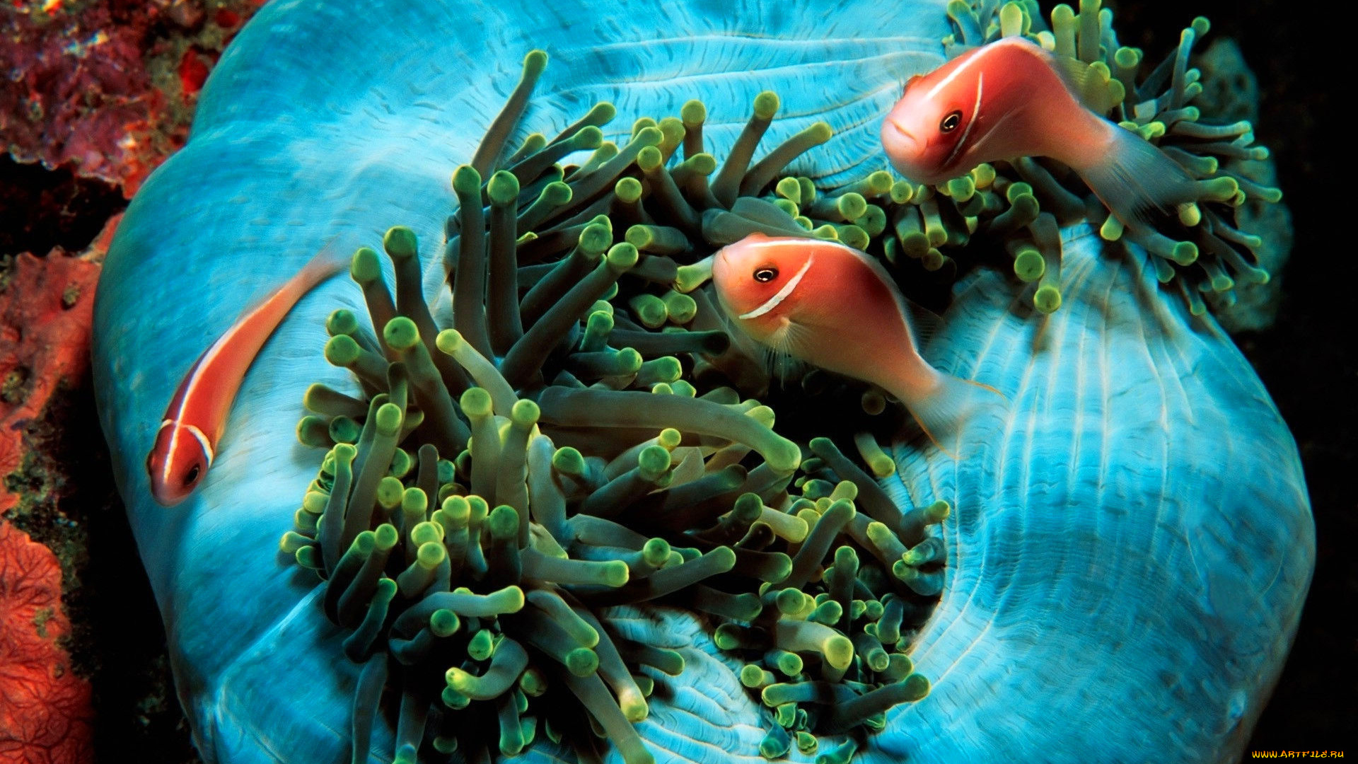 животные, морская, фауна, рыбы, актиния