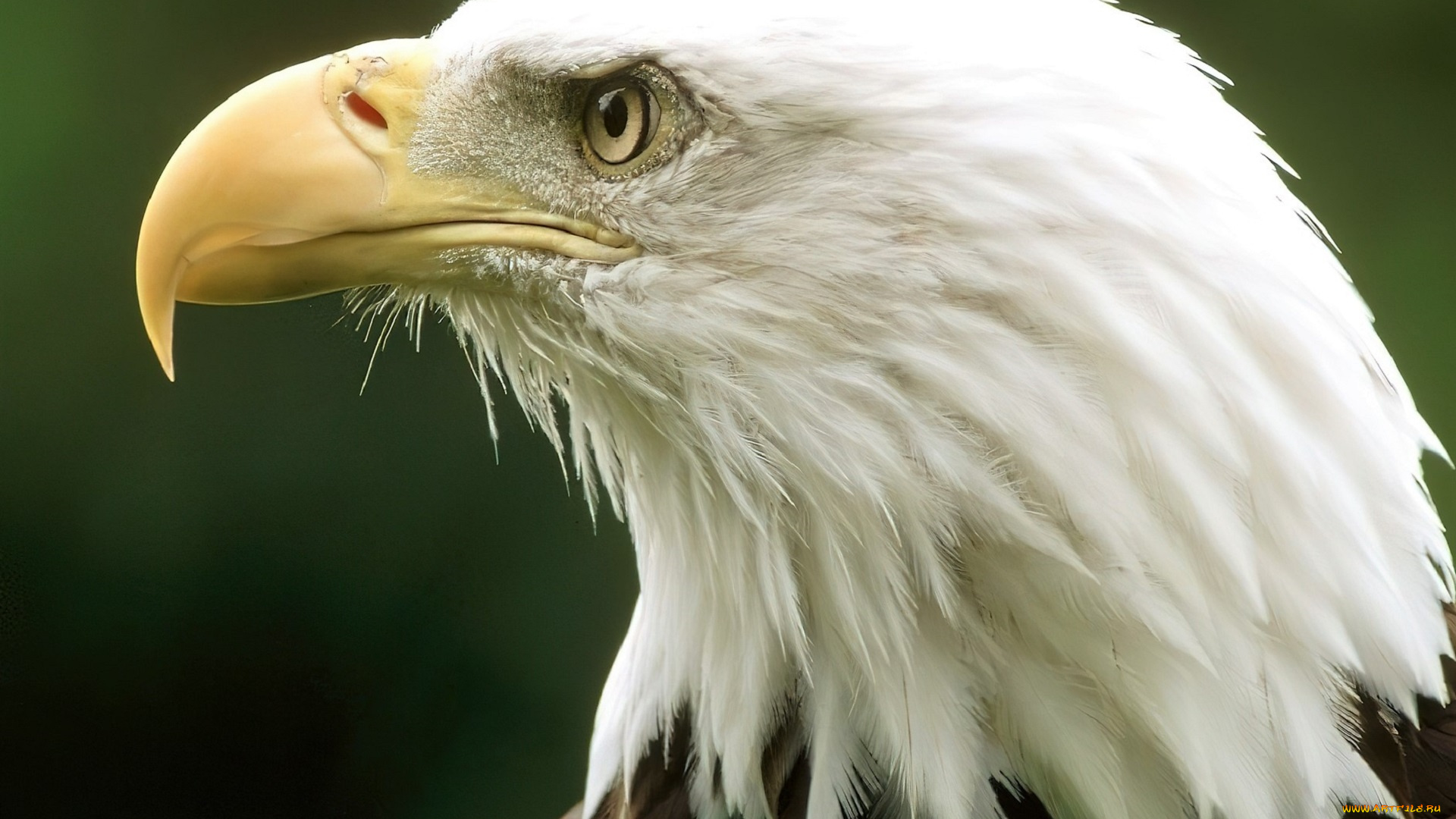 животные, птицы, -, хищники, белоголовый, орлан, голова