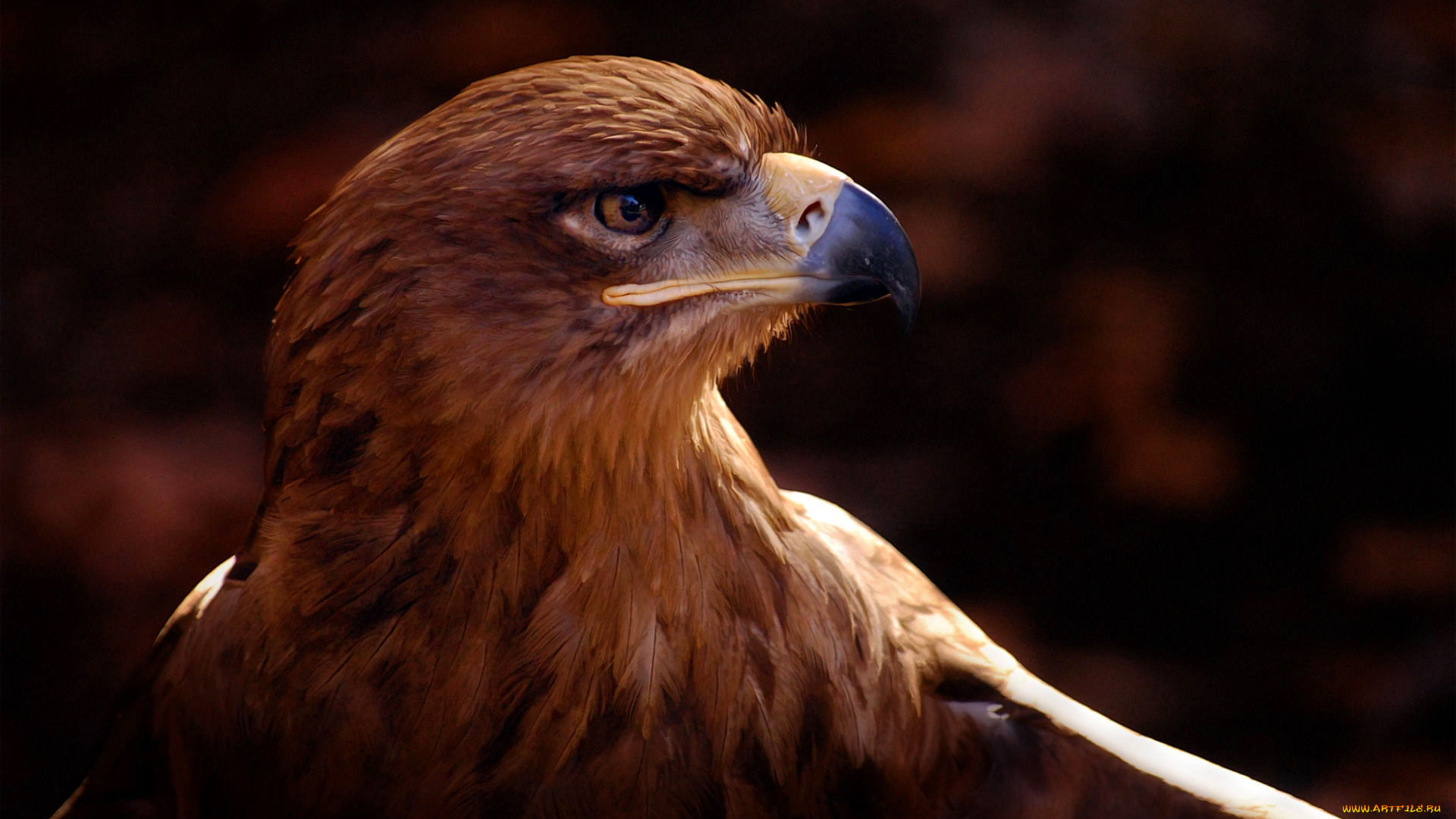 животные, птицы, -, хищники, орел, беркут