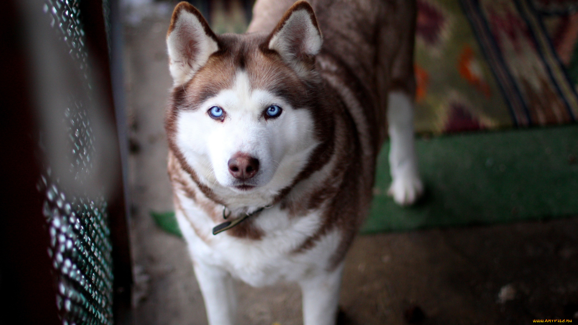 животные, собаки, собака, лайка, коврик, забор