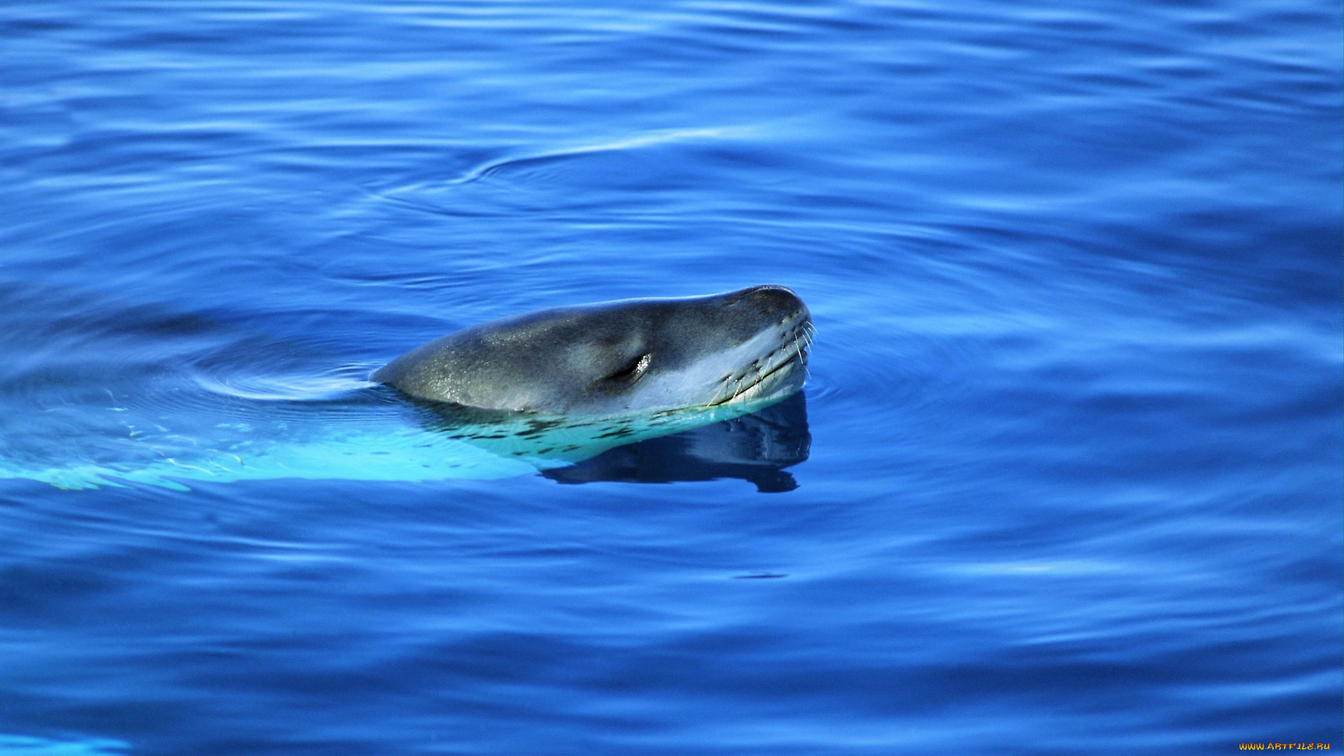 животные, тюлени, , морские, львы, , морские, котики, морской, леопард, море