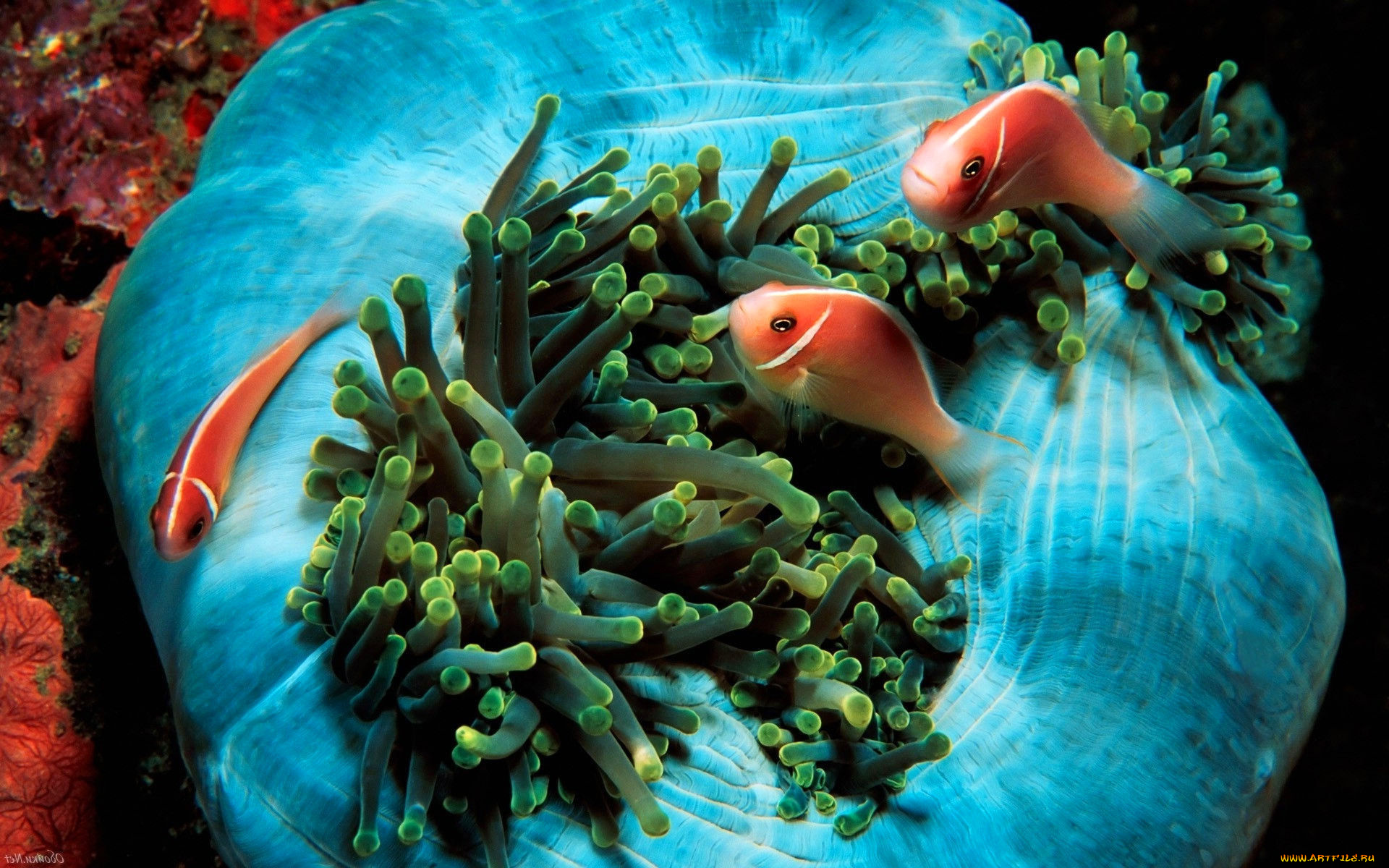 животные, морская, фауна, рыбы, актиния