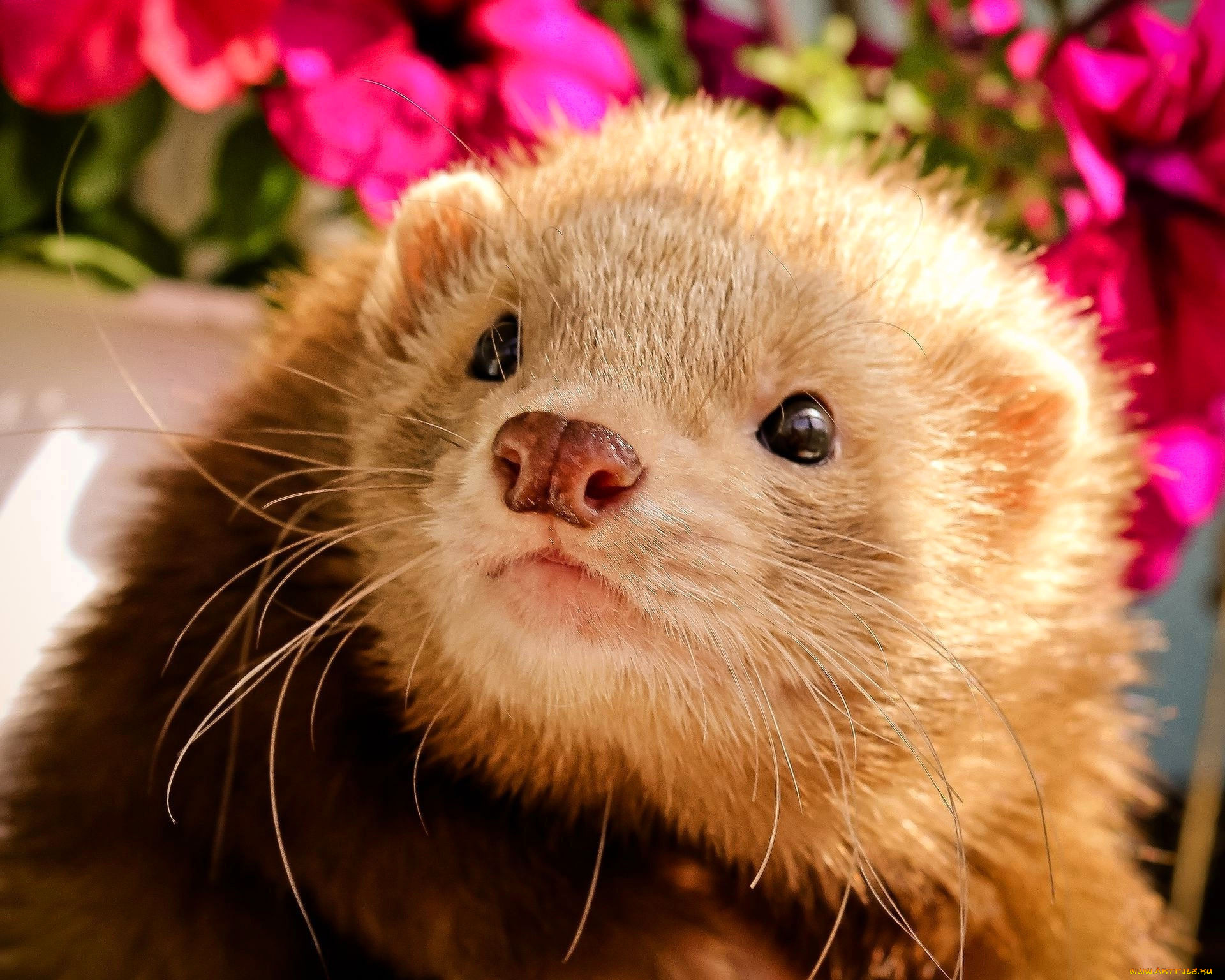 животные, хорьки, , куницы, , горностаи, , ласки, , соболи, хорек, цветы