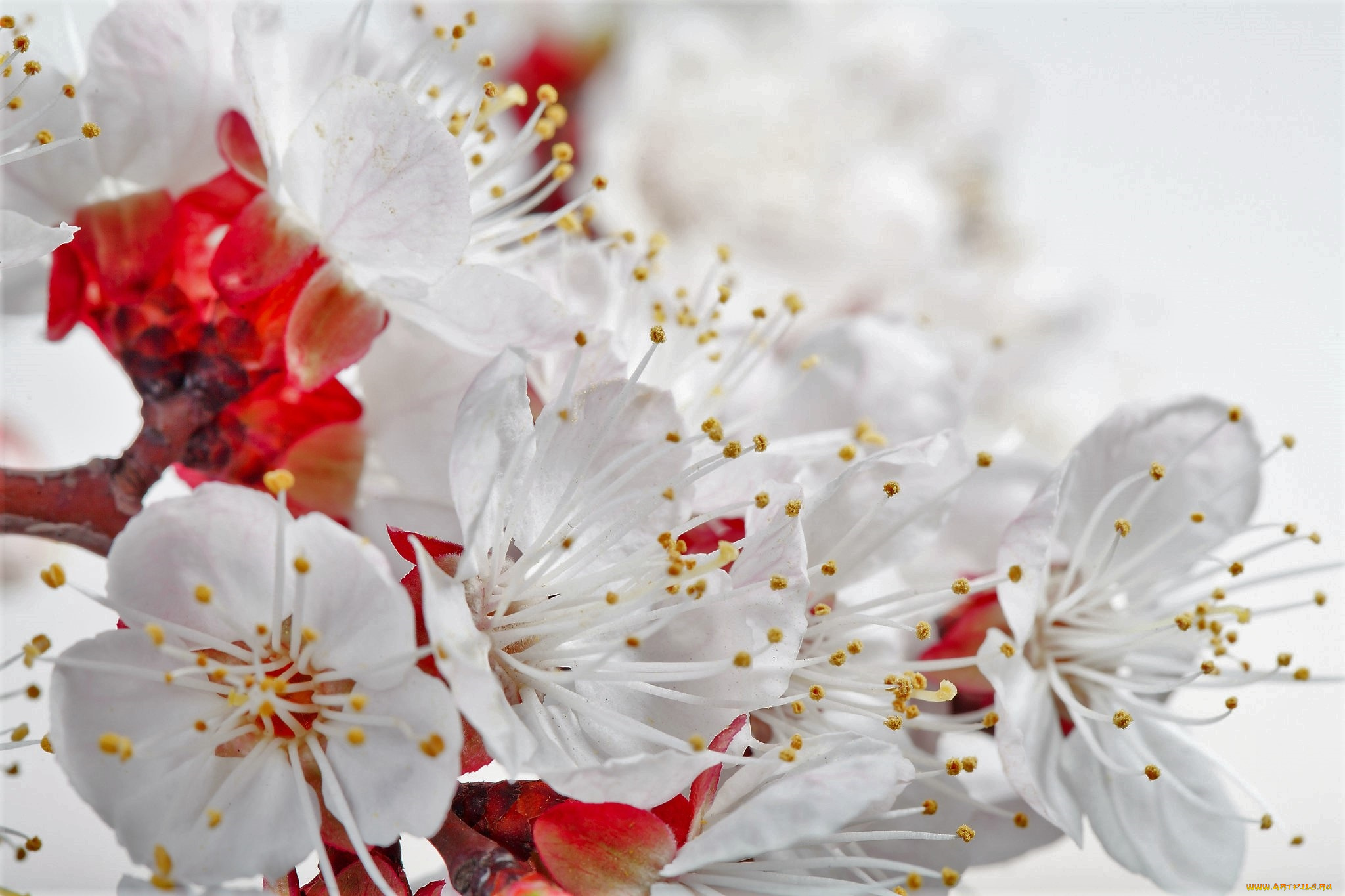 цветы, цветущие, деревья, , , кустарники, ветка, цветение