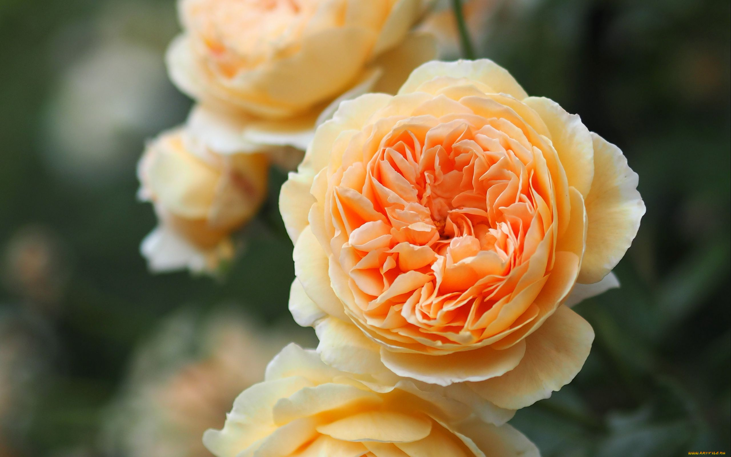 цветы, розы, персиковые, макро