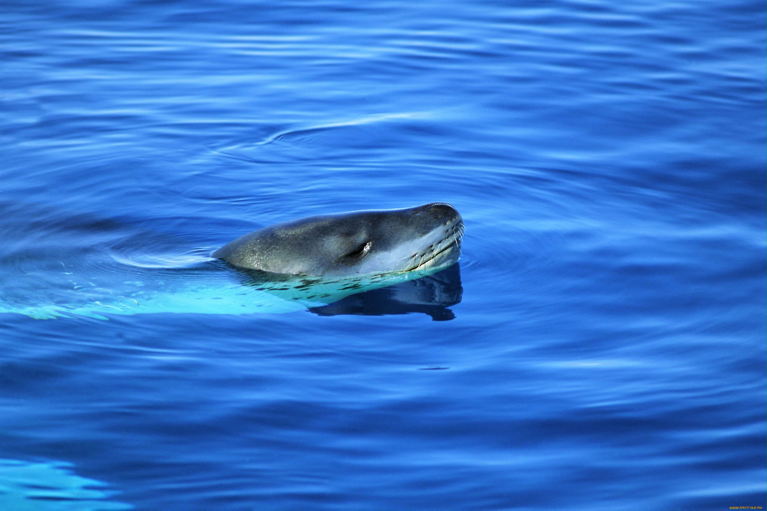 животные, тюлени, , морские, львы, , морские, котики, морской, леопард, море