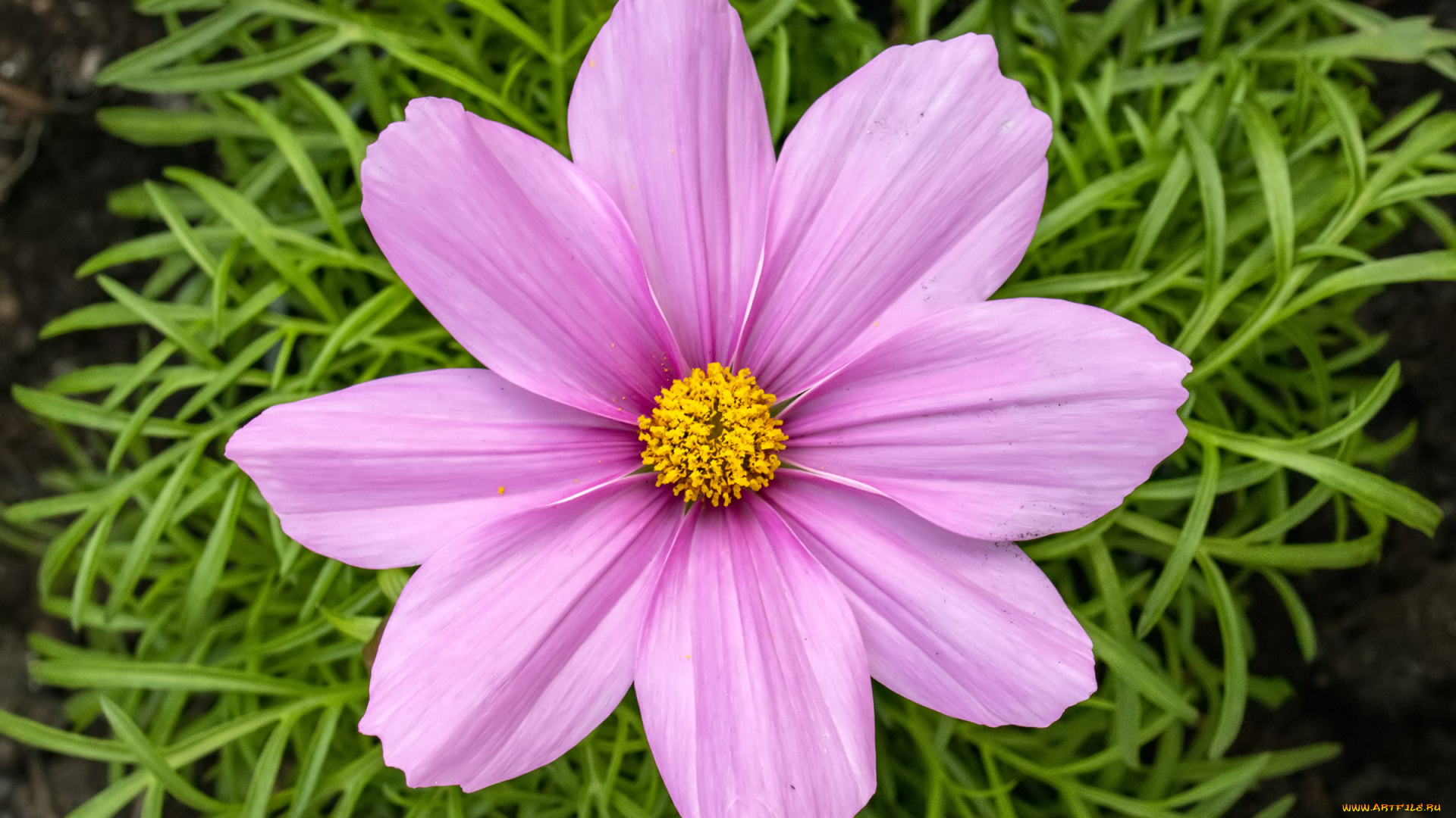 цветы, космея