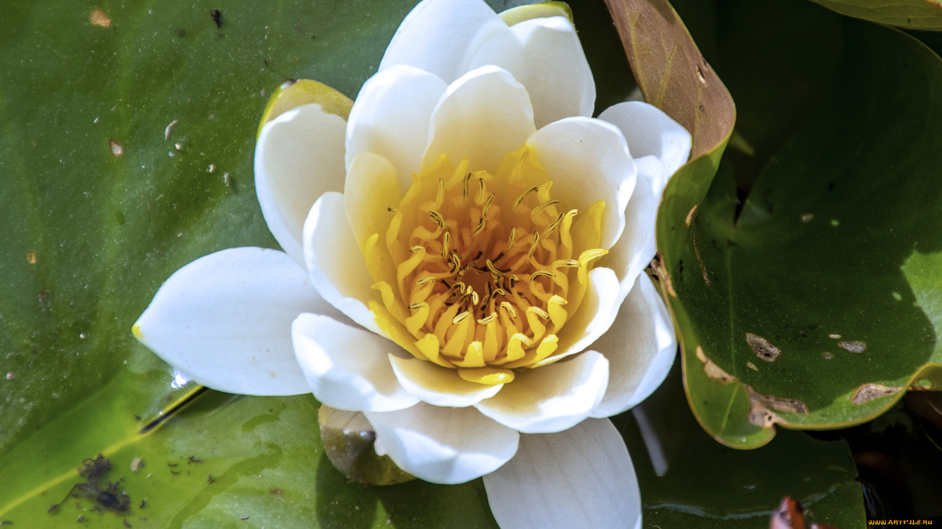 цветы, лилии, водяные, , нимфеи, , кувшинки, белый