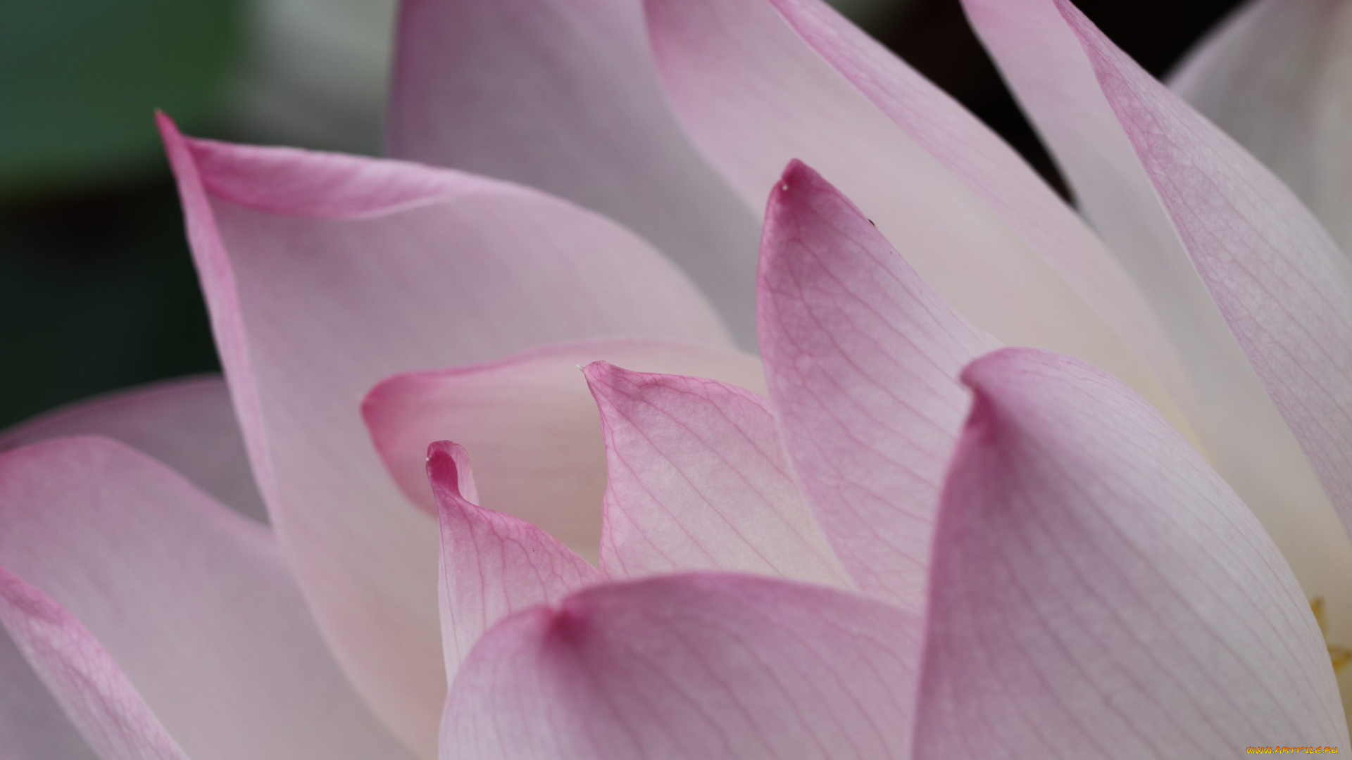 цветы, лотосы, лотос