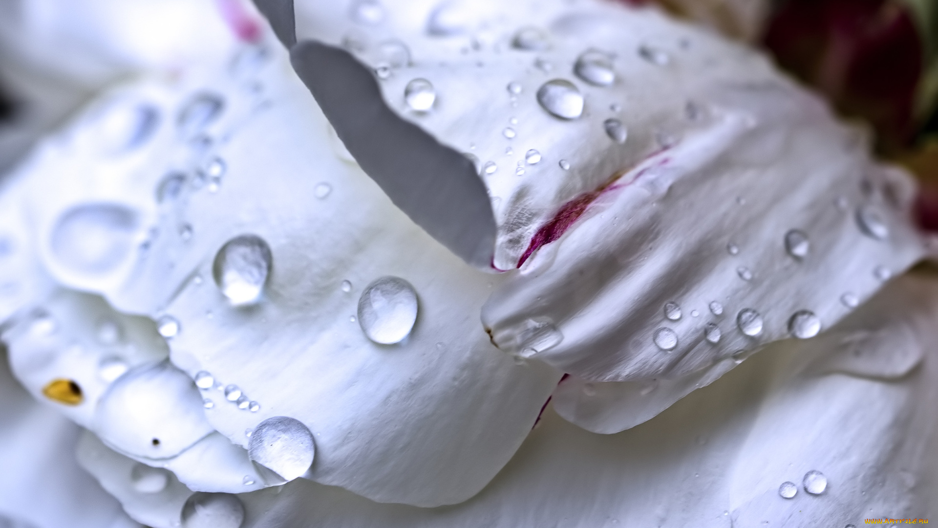 цветы, пионы, лепестки