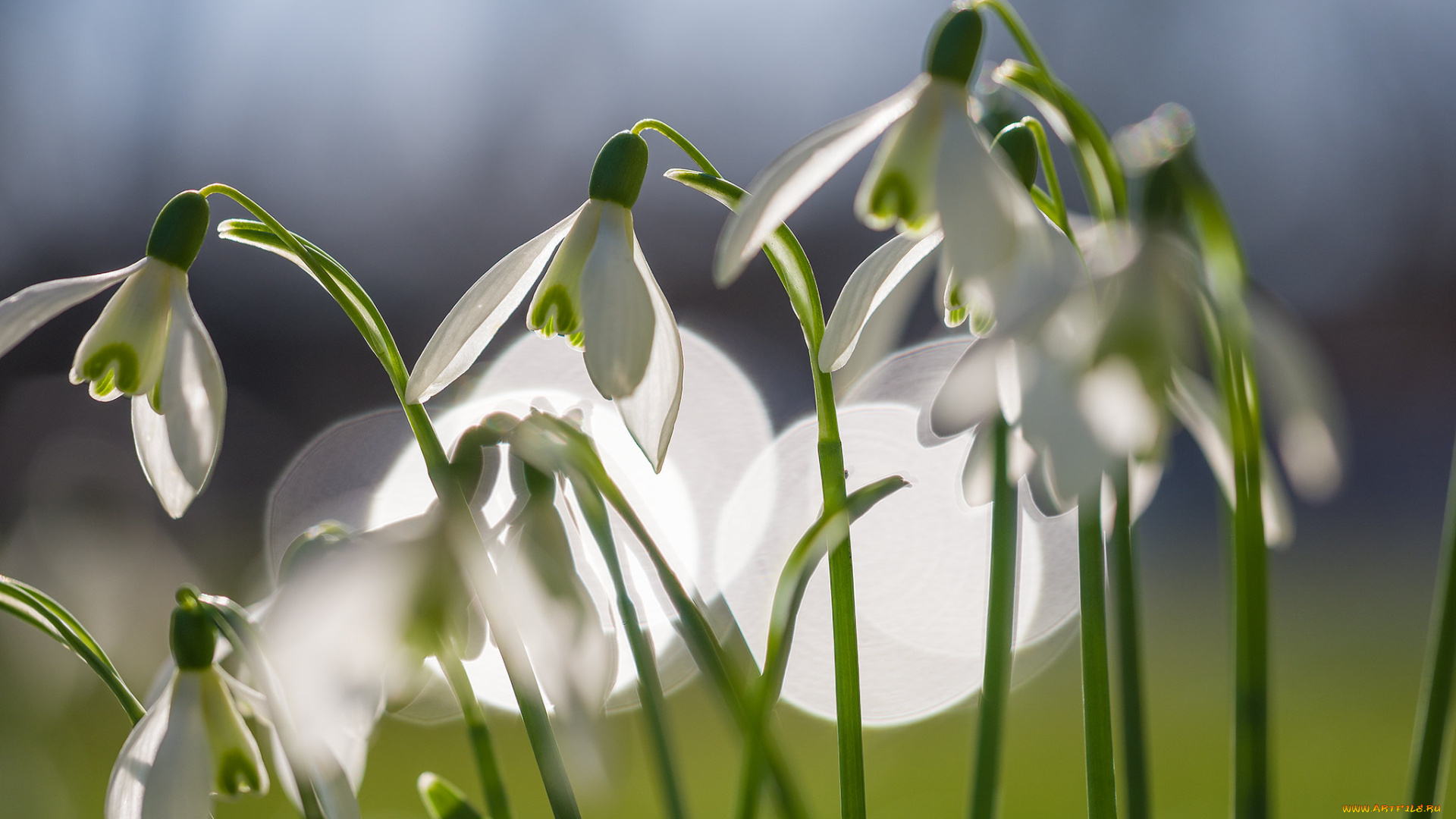цветы, подснежники, , белоцветники, , пролески