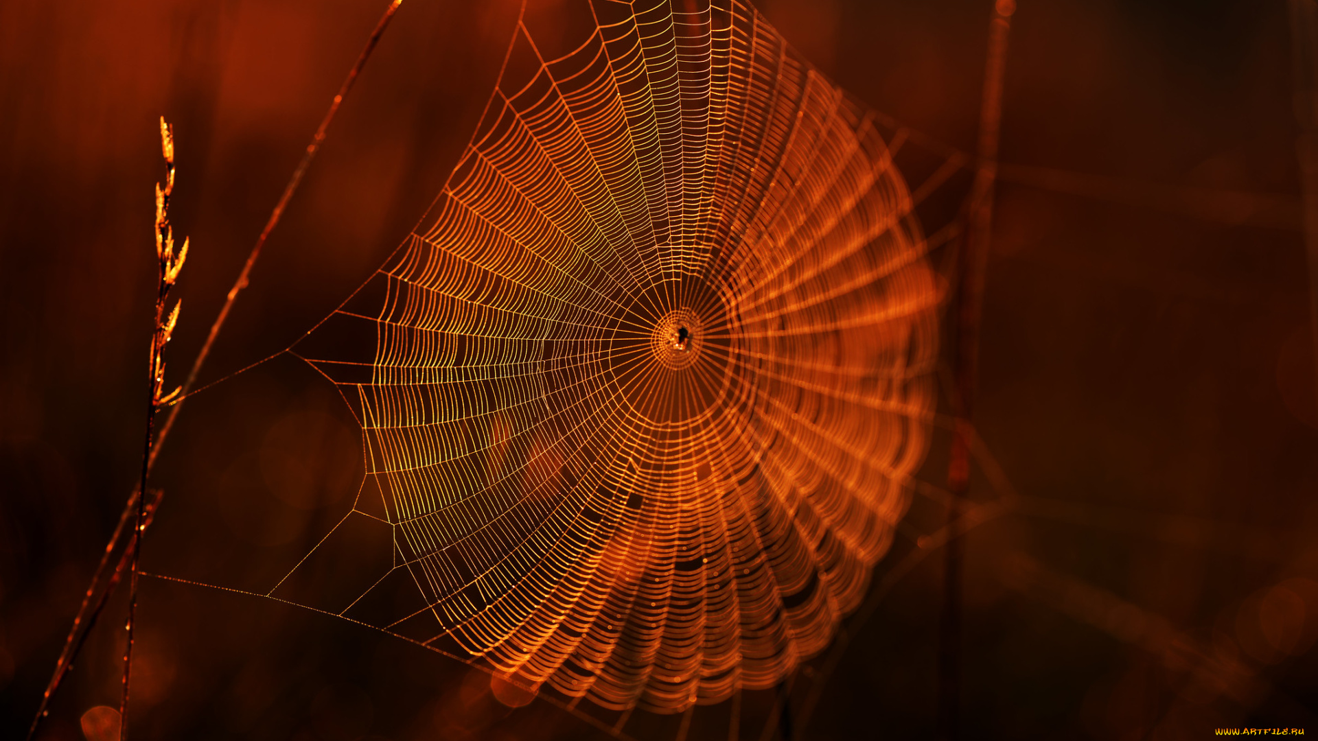 природа, макро, паутина