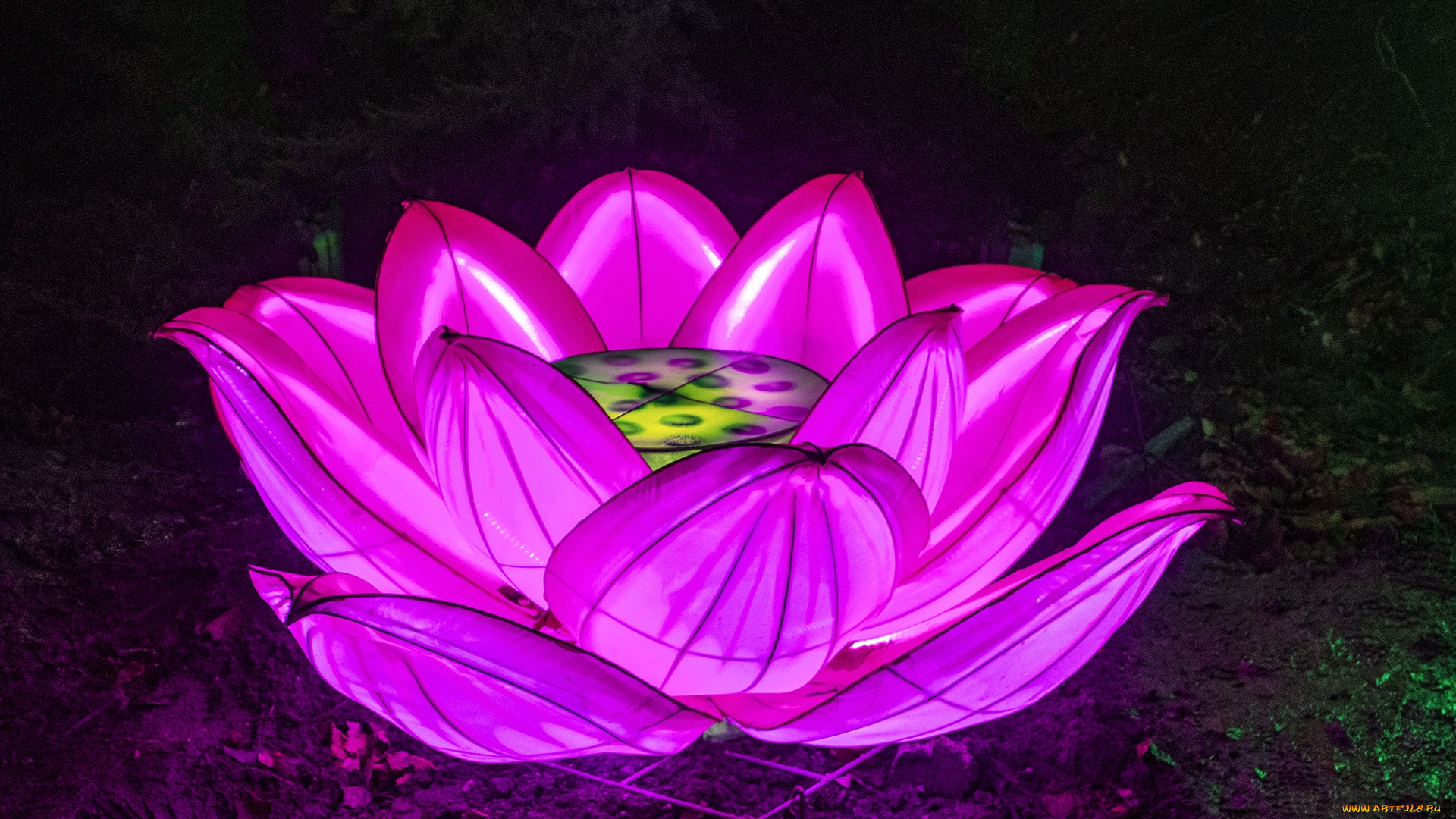 разное, иллюминация, лотос