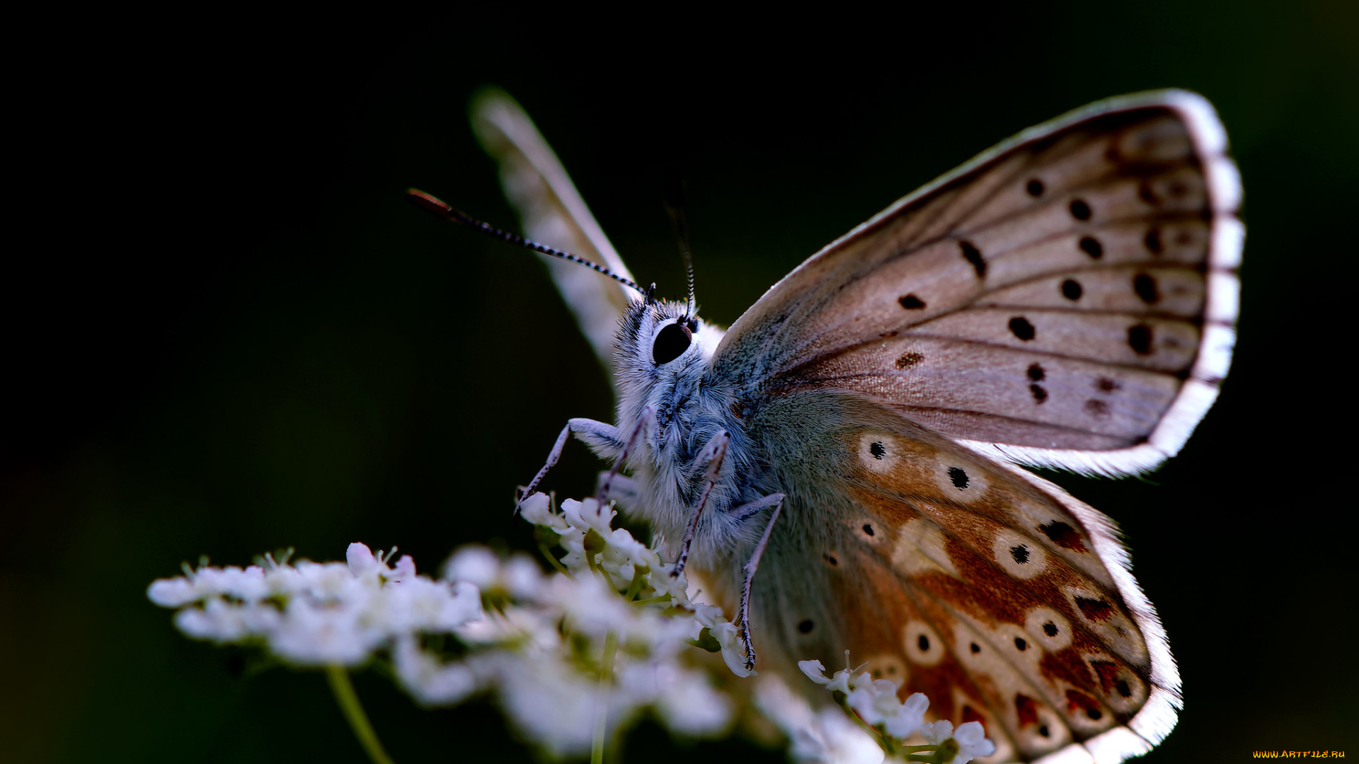 животные, бабочки, , мотыльки, , моли, бабочка