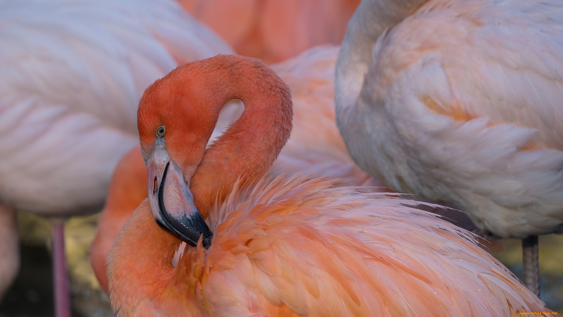 животные, фламинго