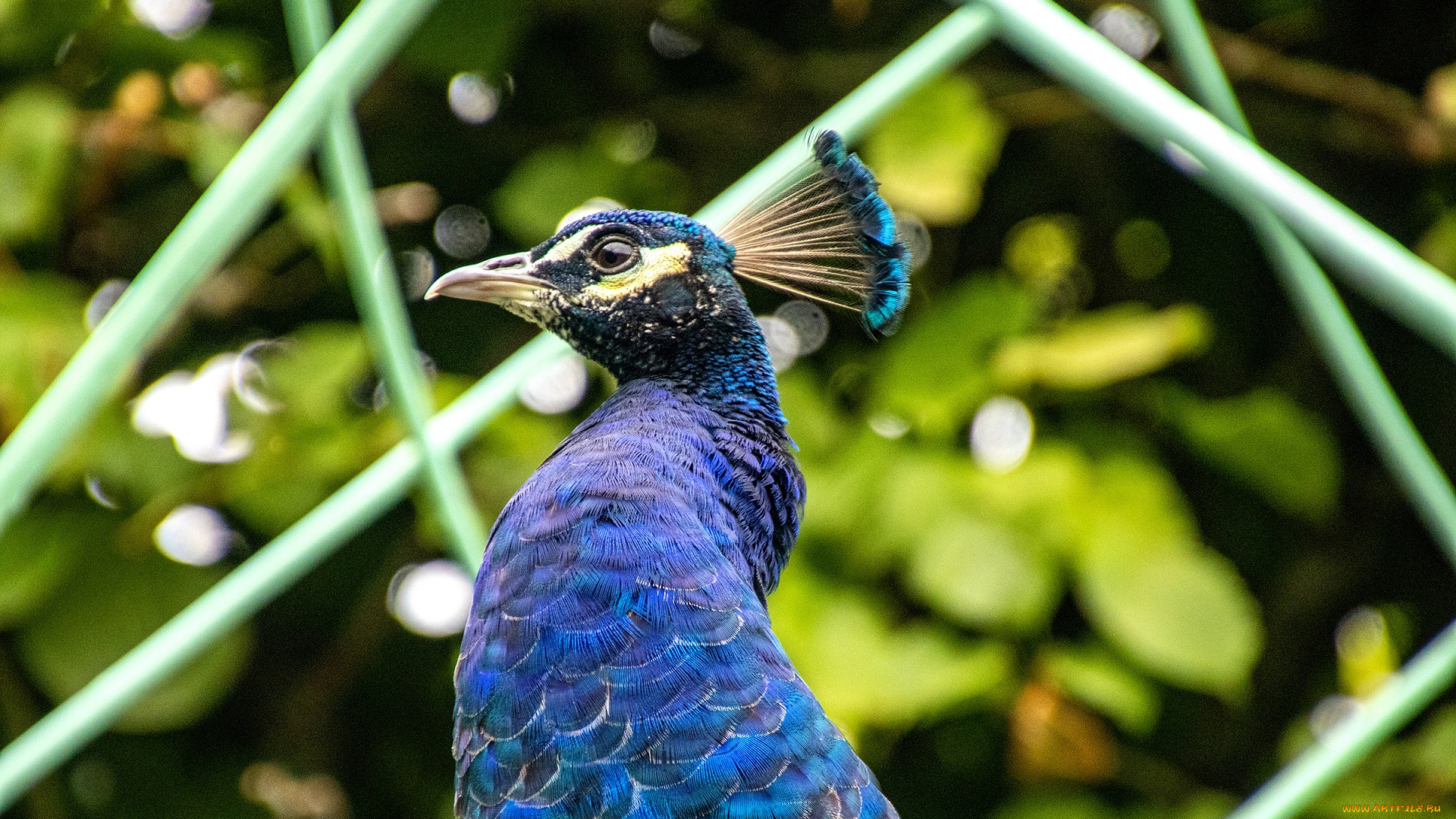 животные, павлины, птица