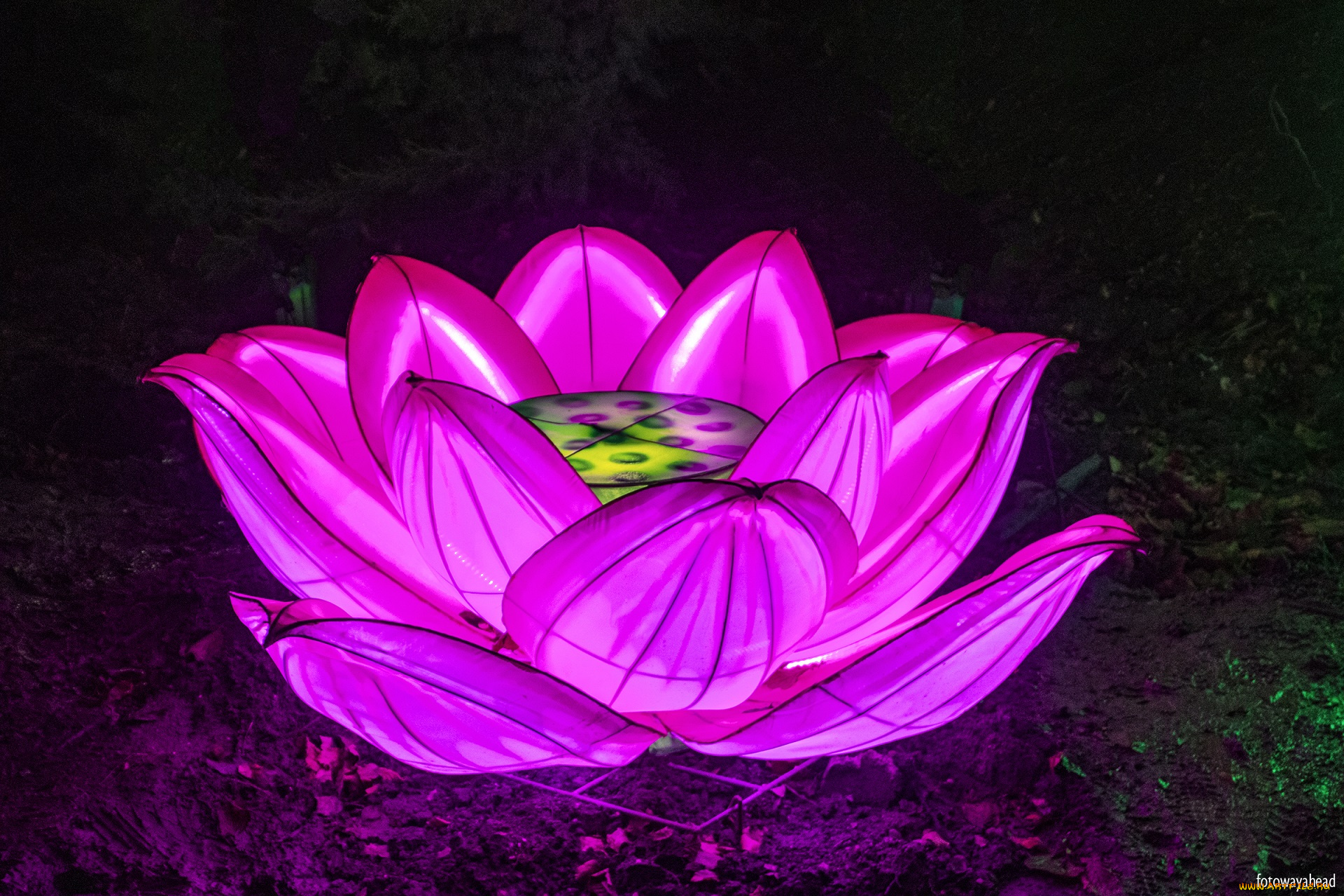разное, иллюминация, лотос