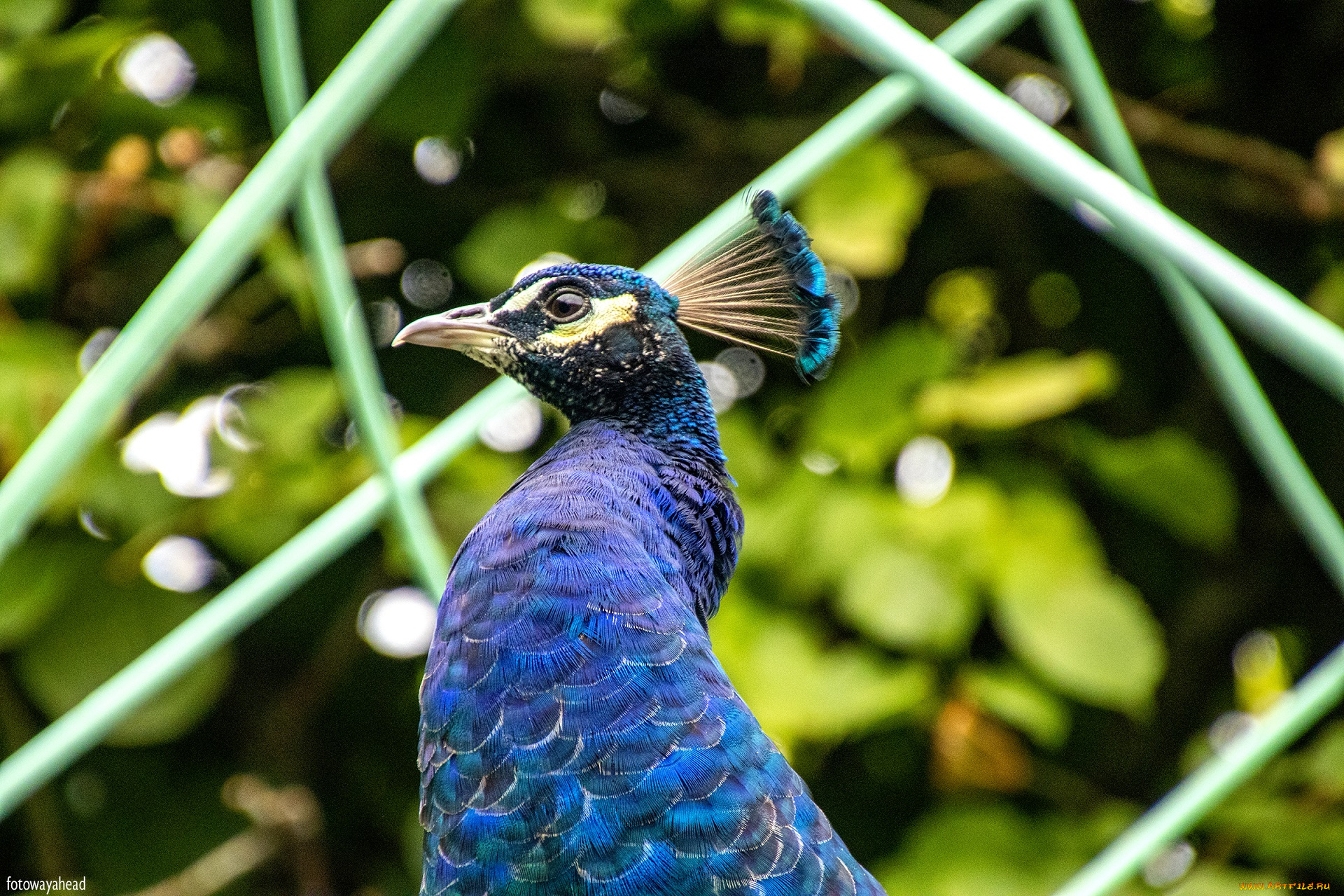 животные, павлины, птица