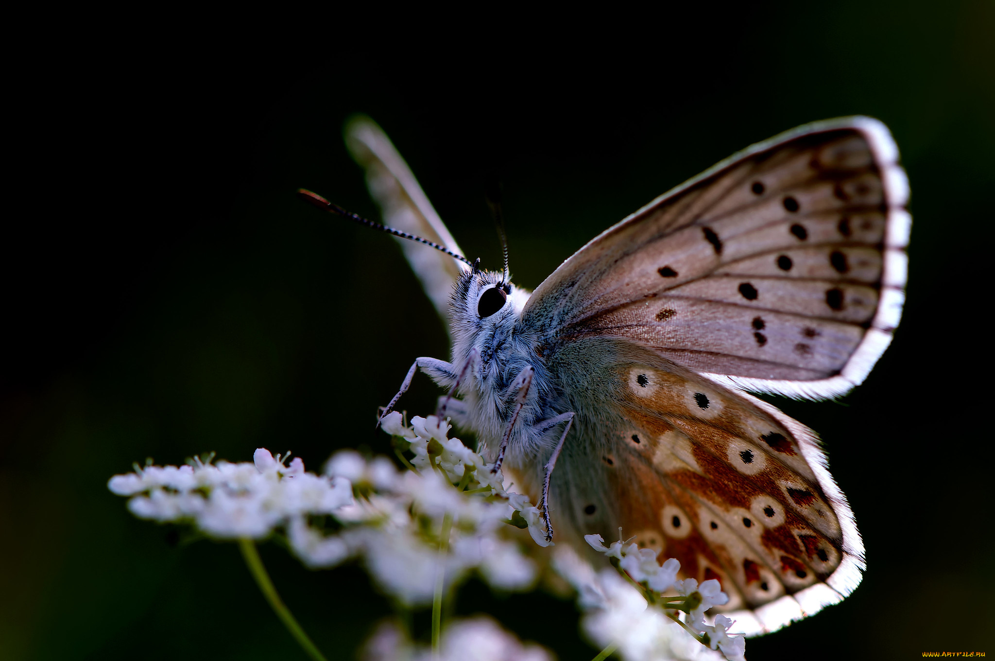 животные, бабочки, , мотыльки, , моли, бабочка