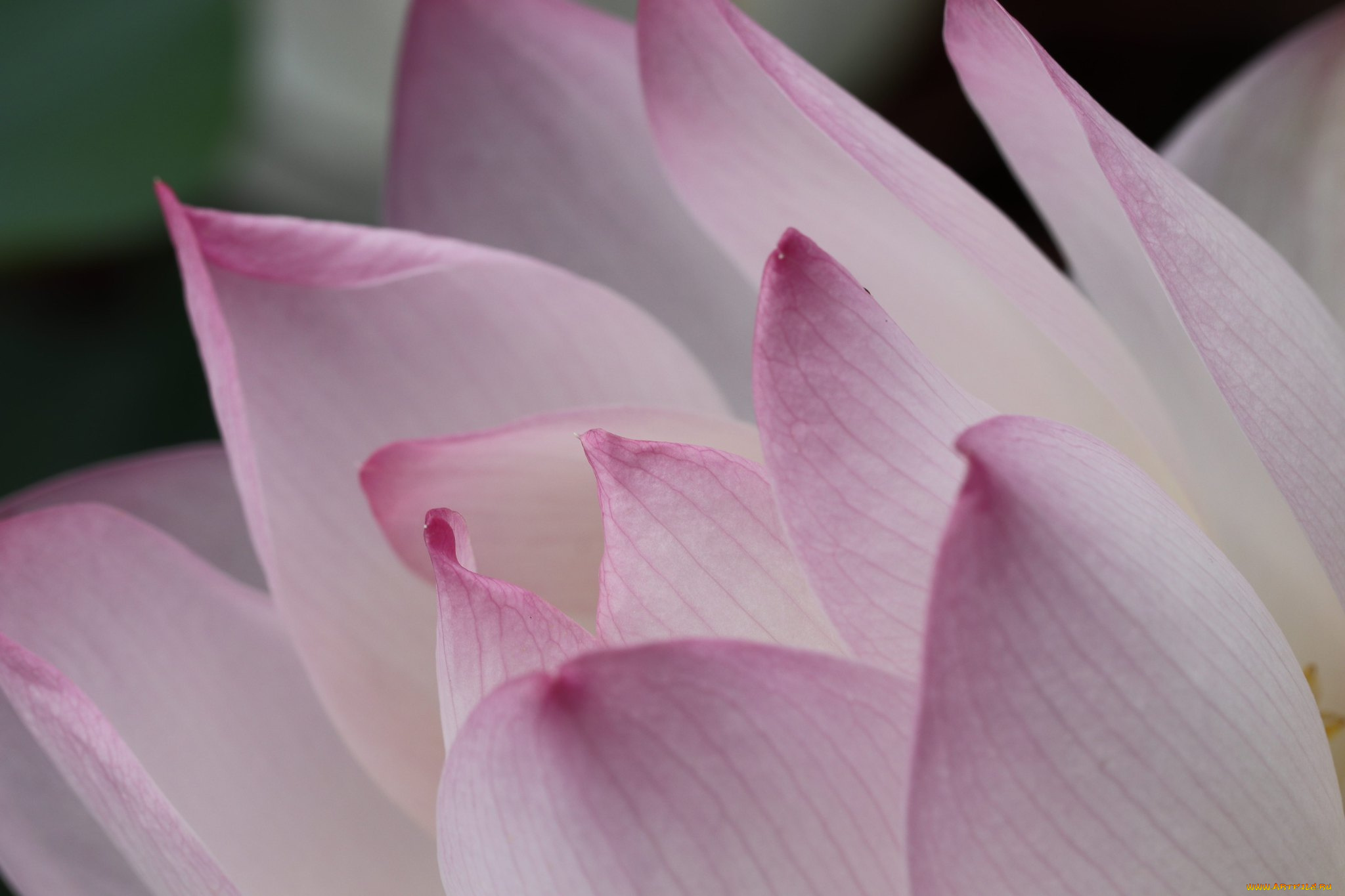 цветы, лотосы, лотос