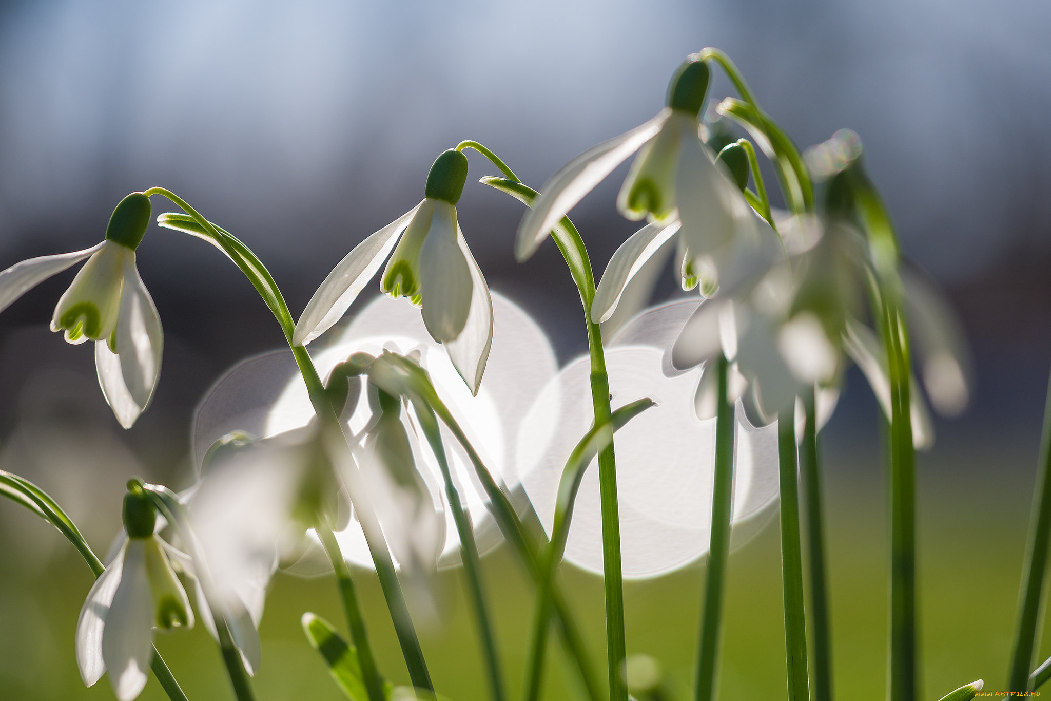 цветы, подснежники, , белоцветники, , пролески