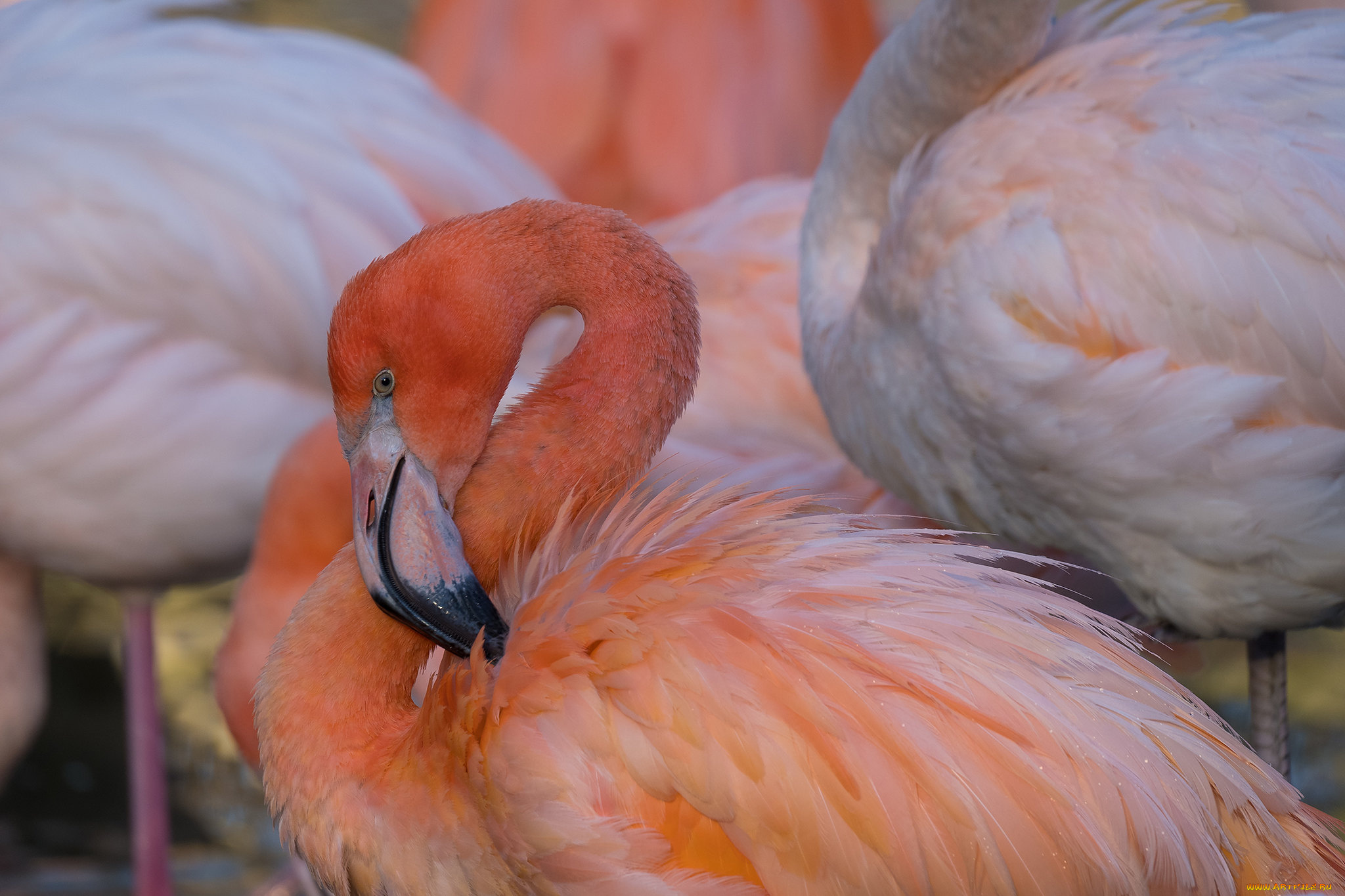 животные, фламинго