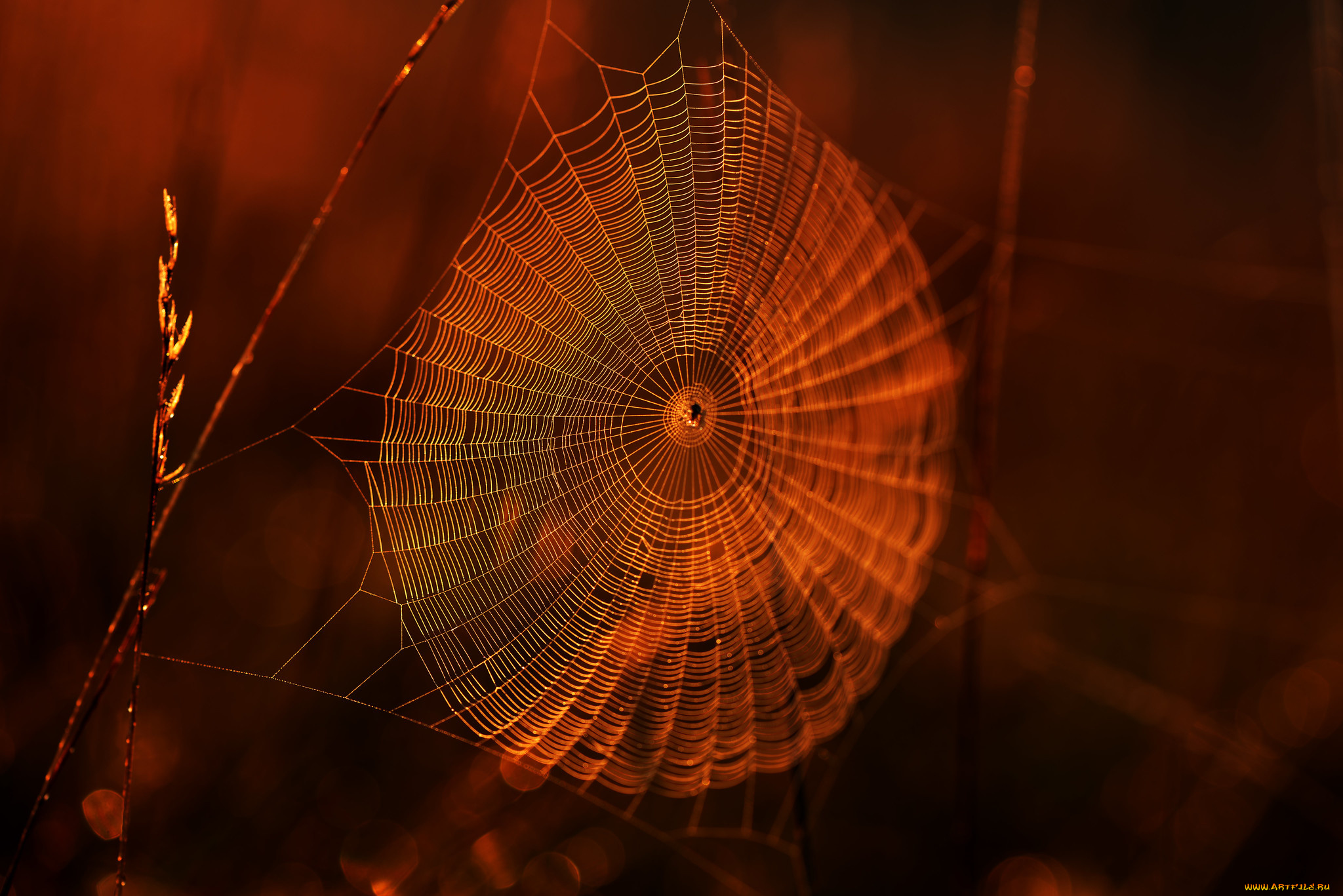 природа, макро, паутина