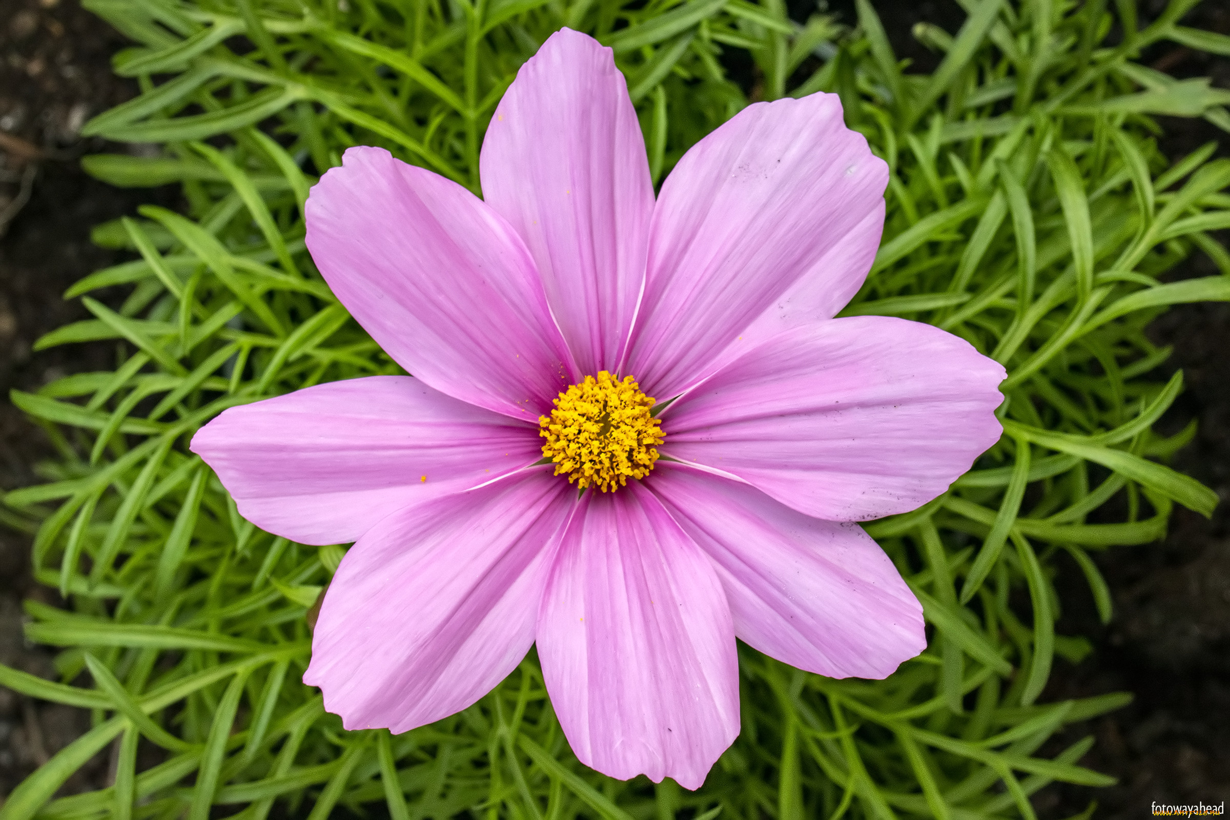 цветы, космея