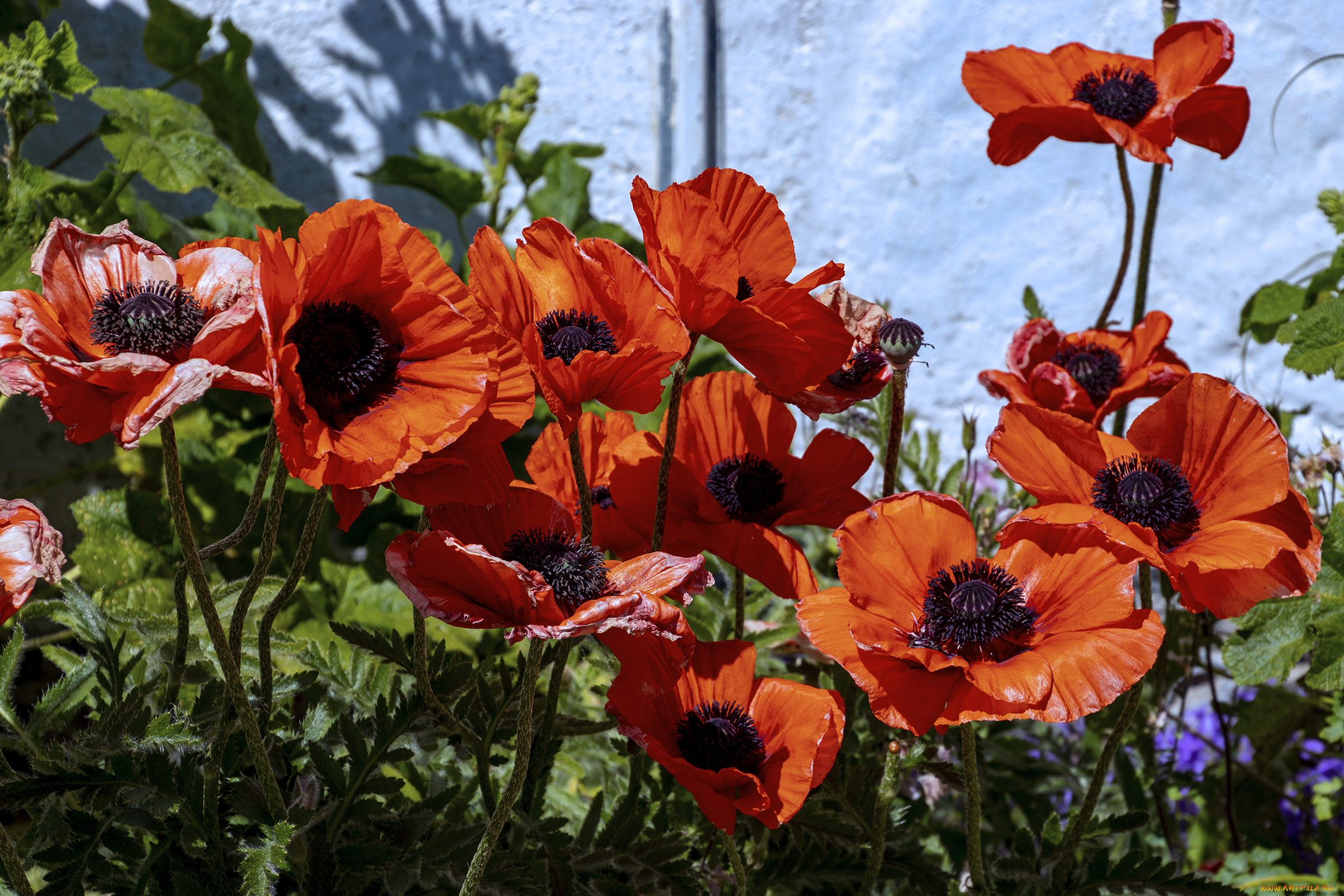 цветы, маки