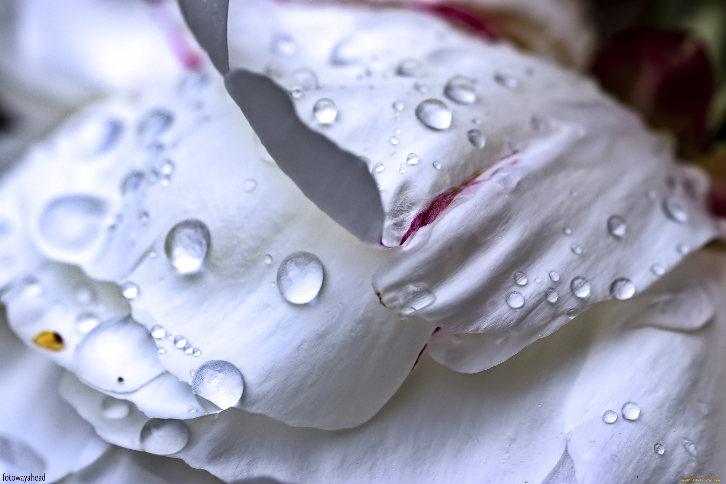 цветы, пионы, лепестки