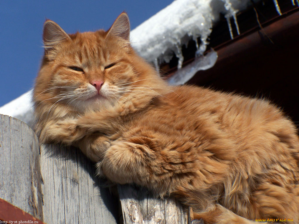 почти, гарфилд, животные, коты